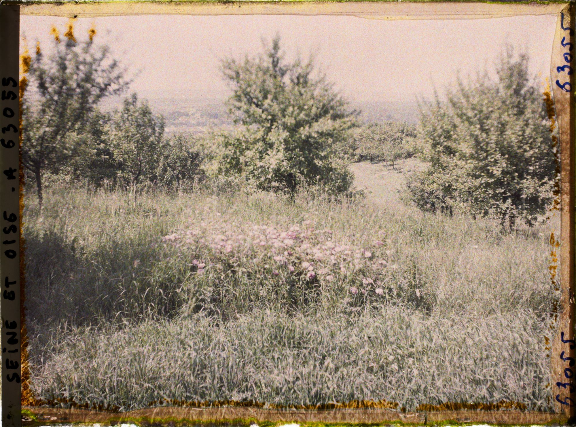 Image représentant Ile de France, Triel, Corbeille de roses envahie par l'herbe