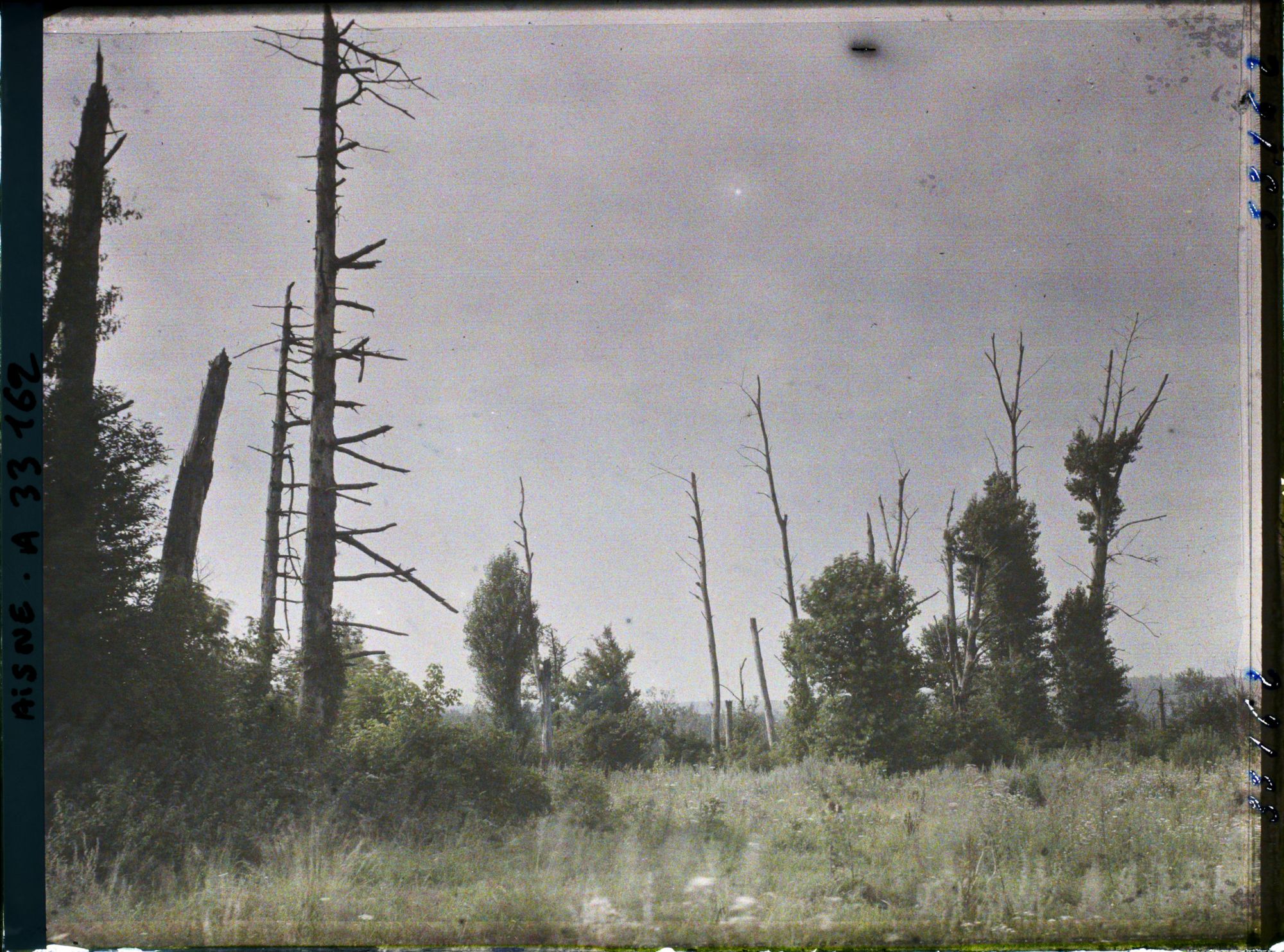 Image représentant France, Anizy - le Chau , Arbre dechiqueté