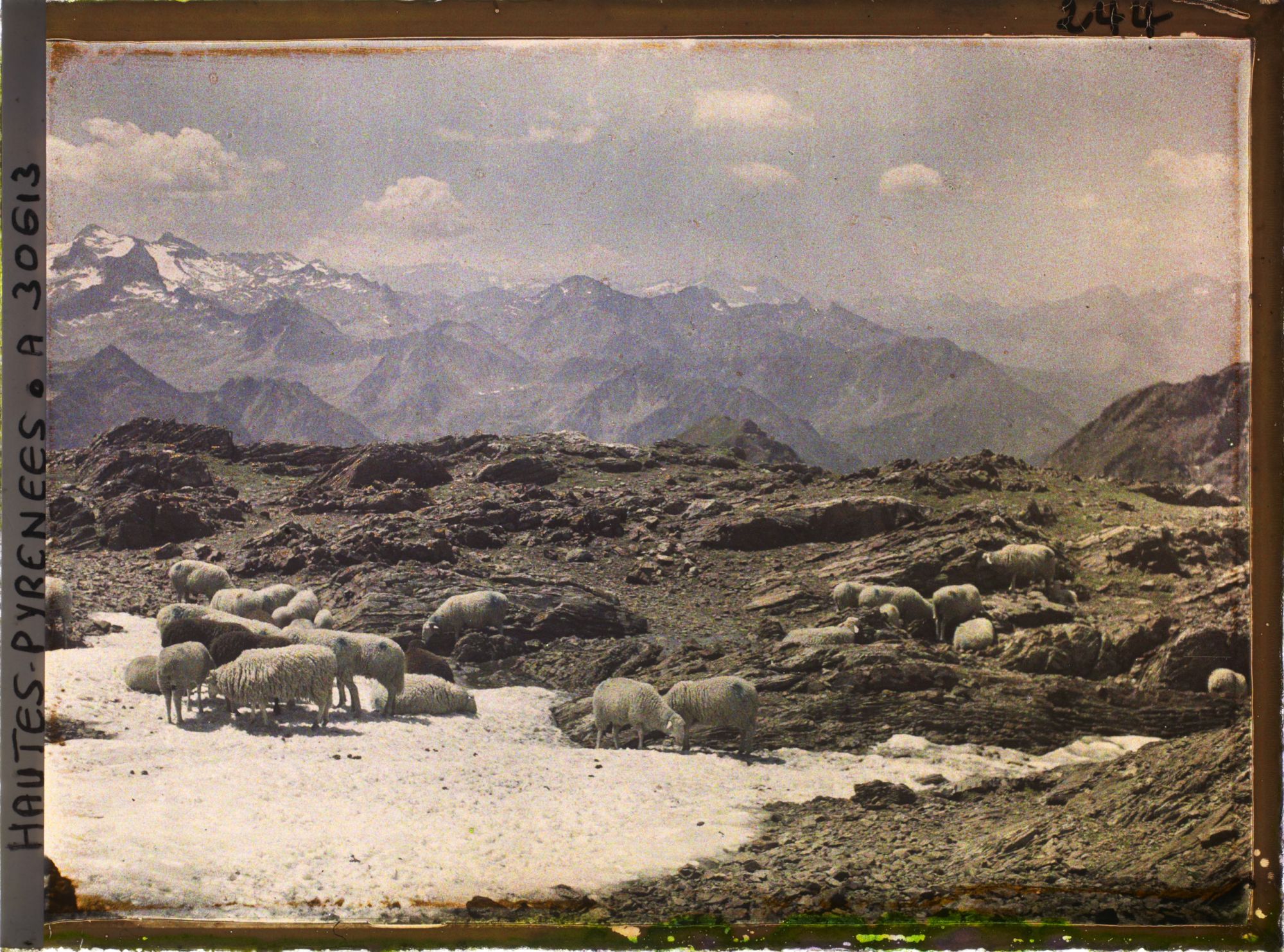 Image représentant France, Moutons au pâturage