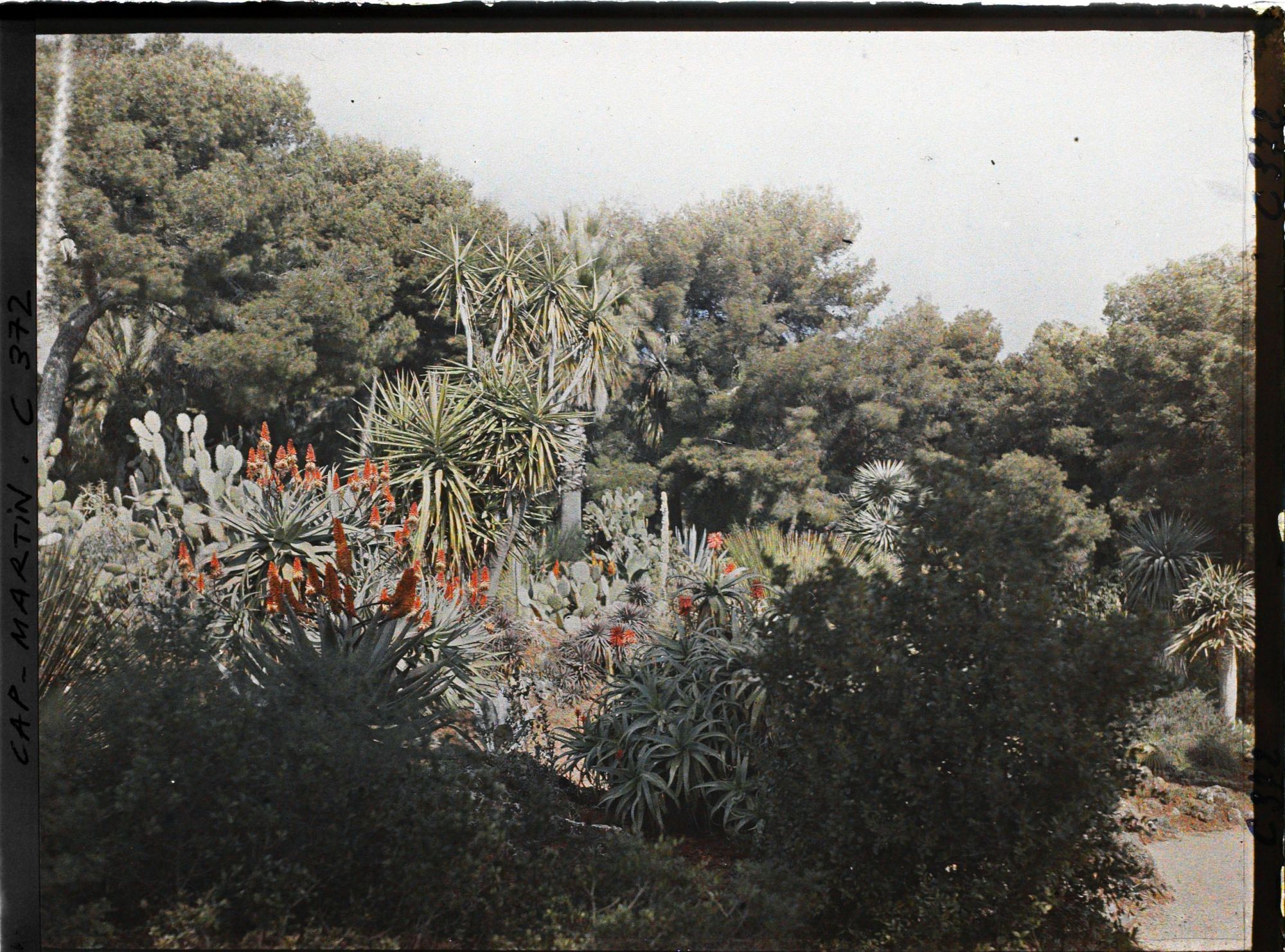 Image représentant Cap Martin Le Jardin