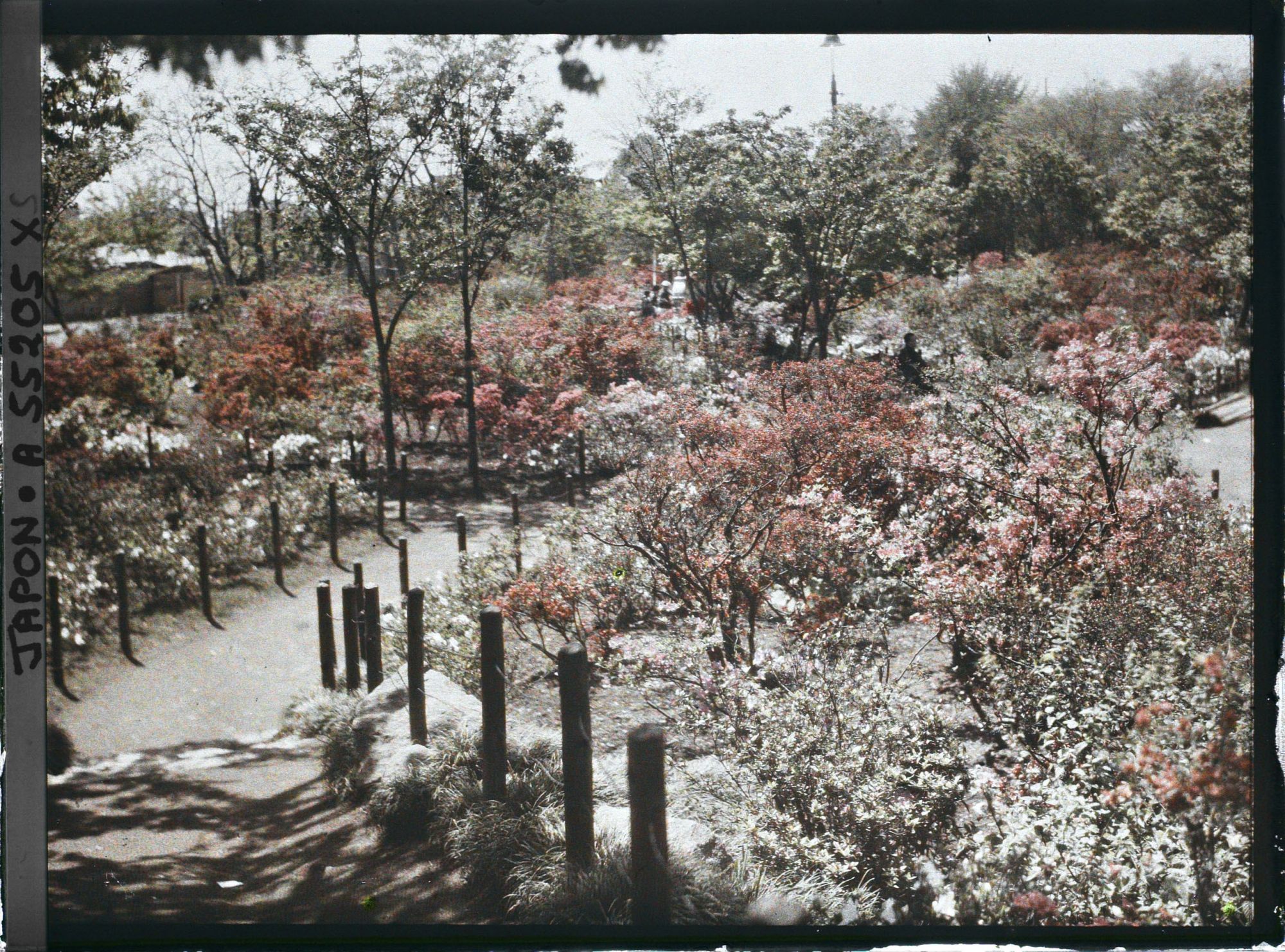 Image représentant Le parc de Hibiya (Hibiya-koen) : allée bordée d'azalées