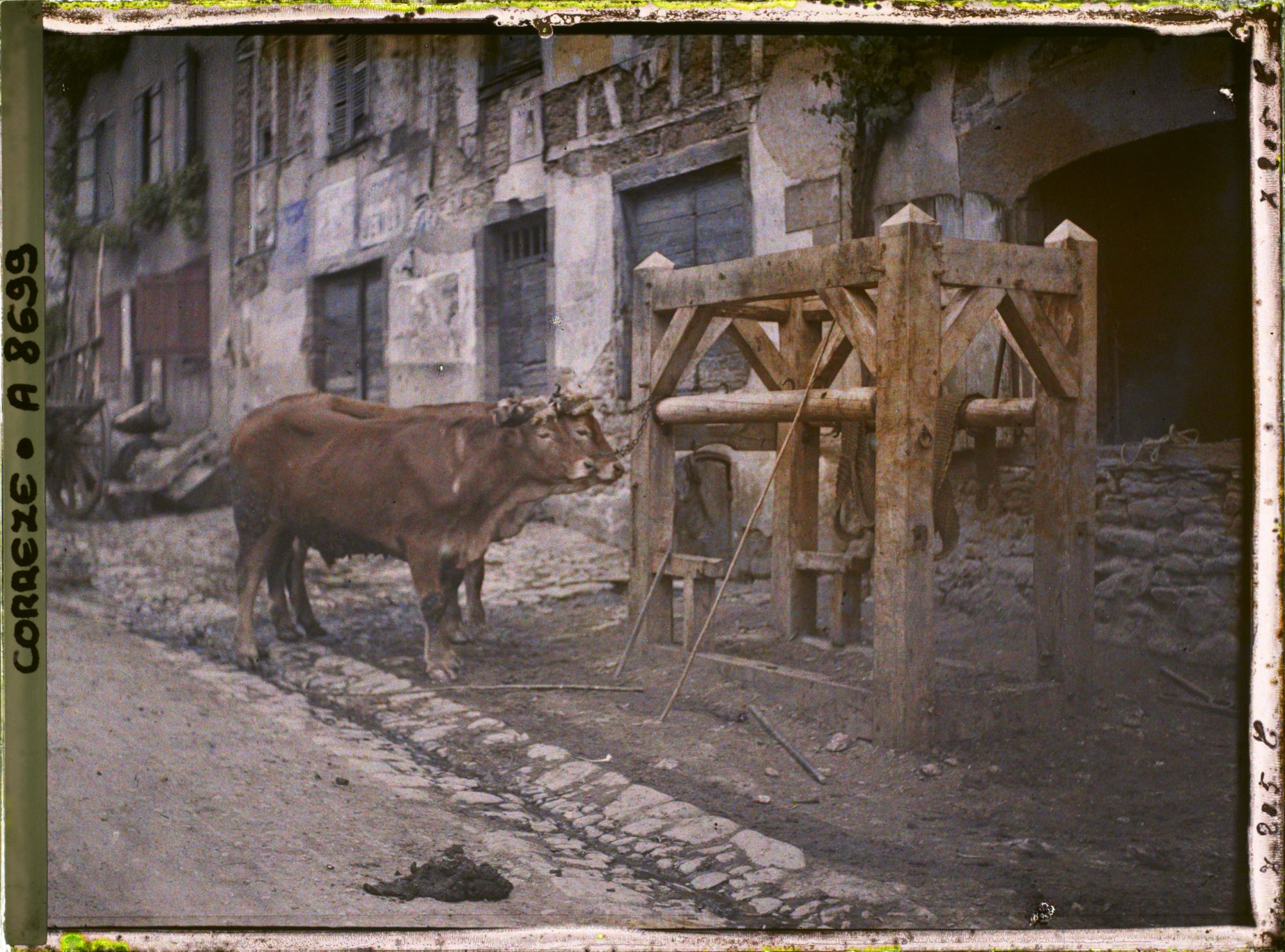 Image représentant Les boeufs préparés pour le travail de la forge