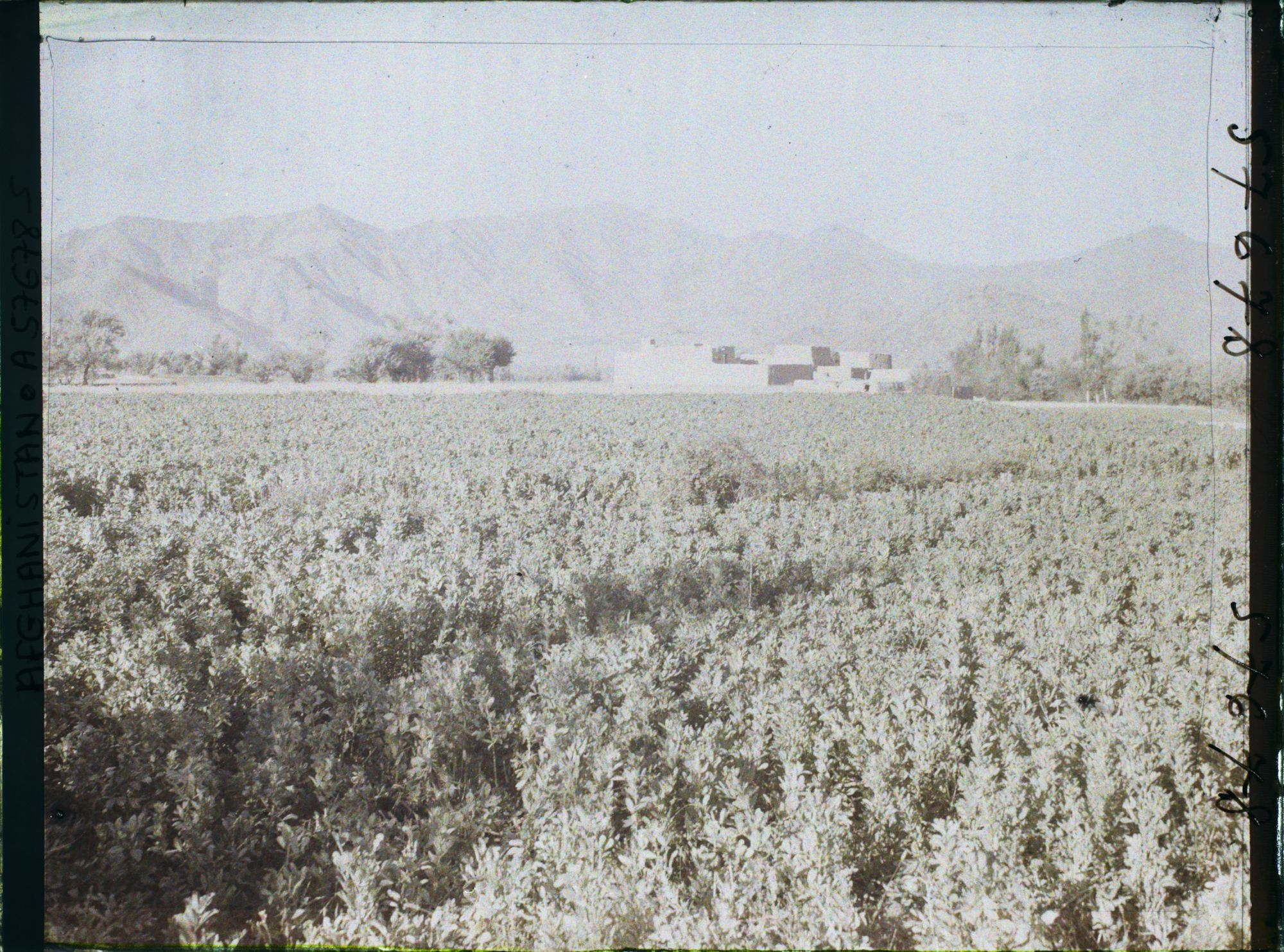 Image représentant Afghanistan,Meidan, Champs de fèves et de blé