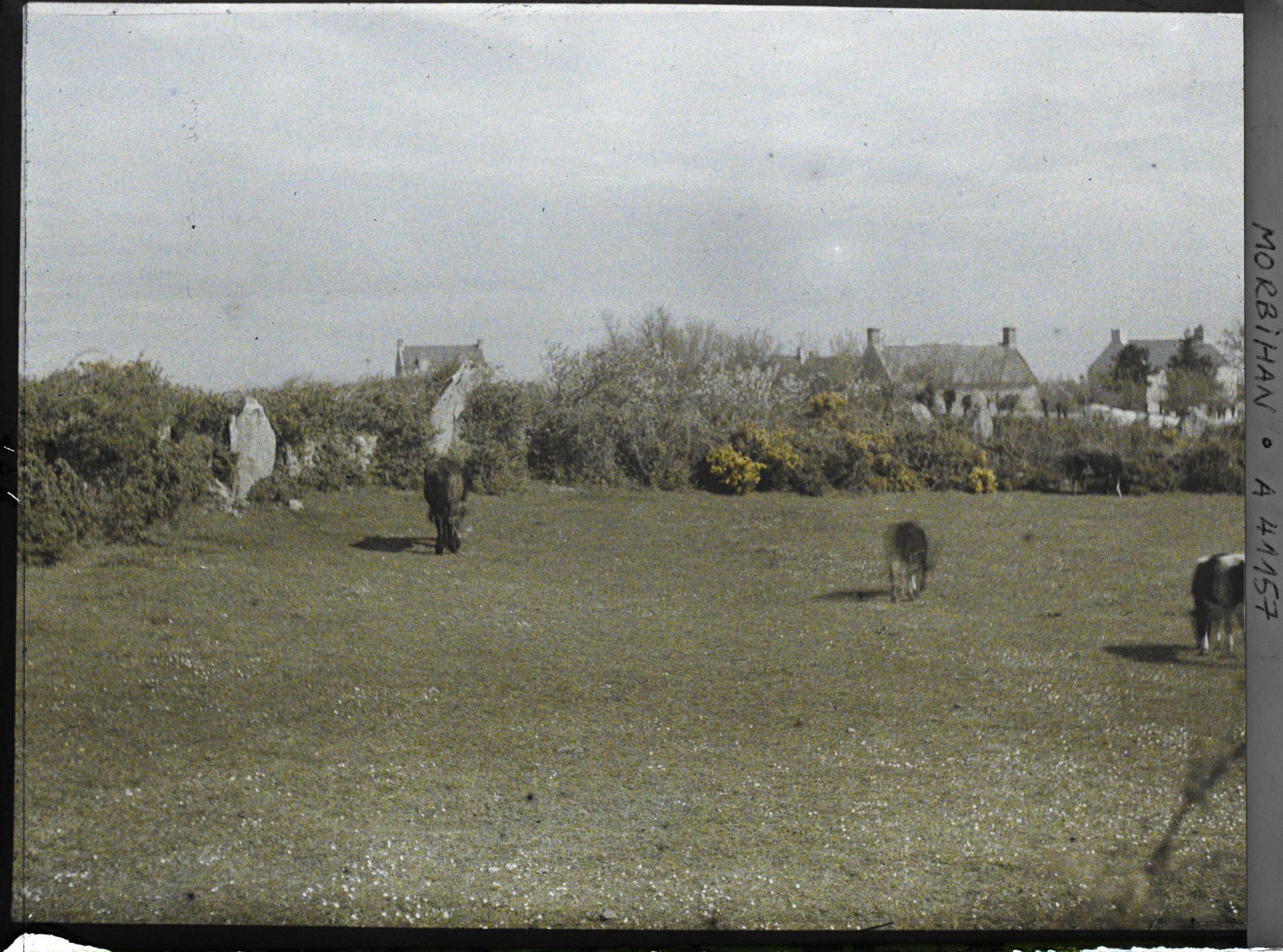 Image représentant Le cromlech de Kergonan au milieu duquel paissent des animaux