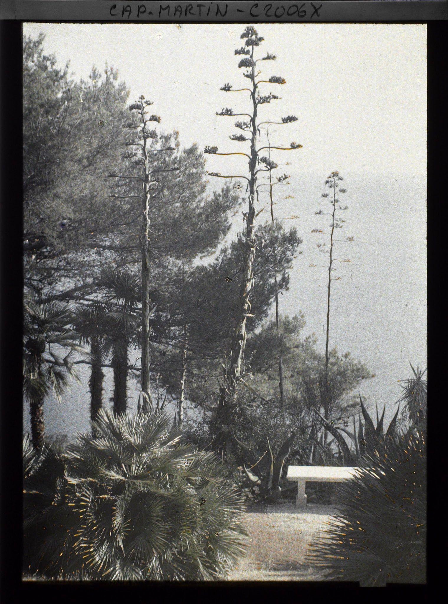 Image représentant Fleurs d'agaves, banc, pins et palmiers dominant la mer