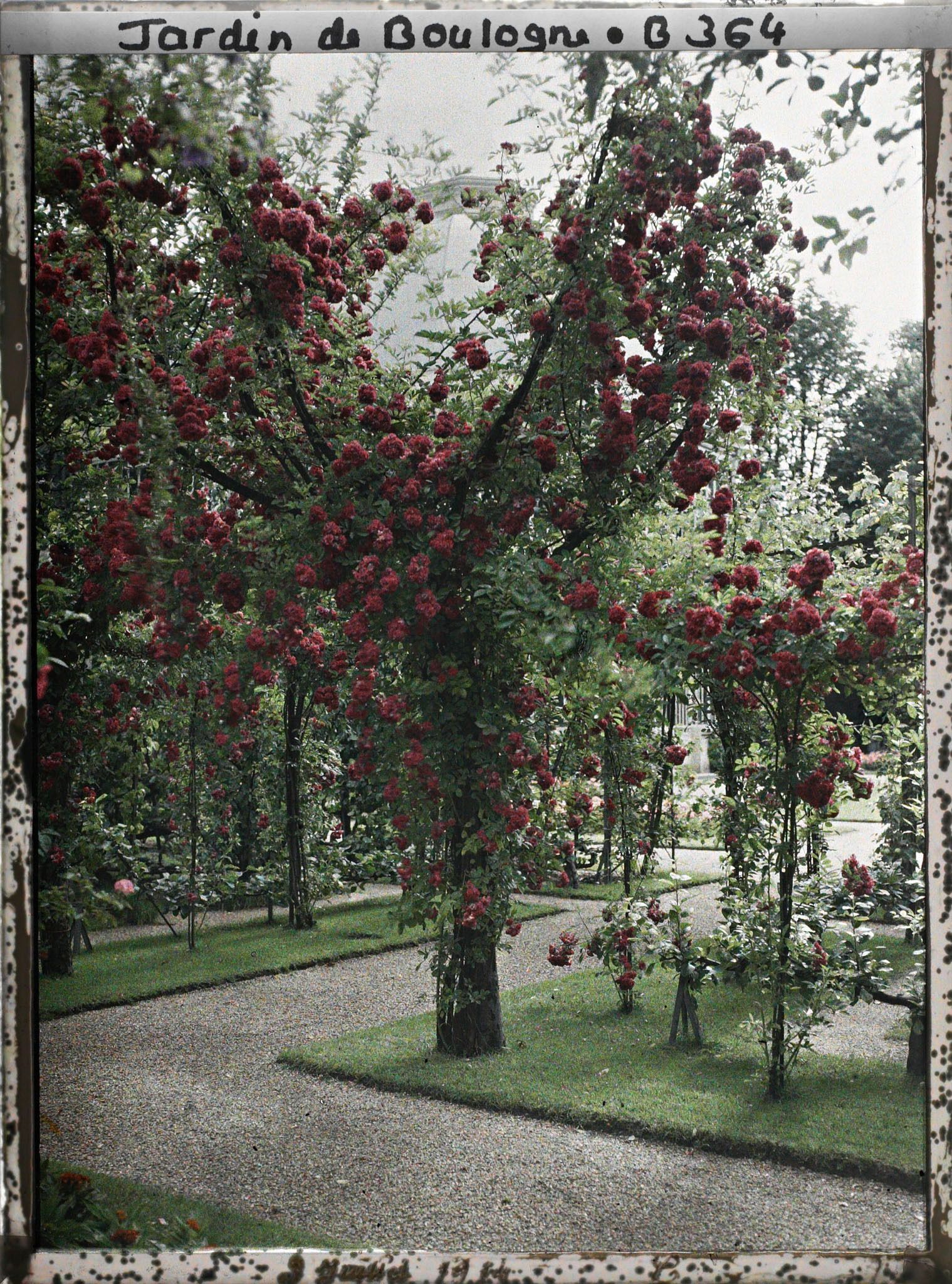 Image représentant Fruitier couvert de roses, au bord de l'axe principal du verger-roseraie menant au jardin français
