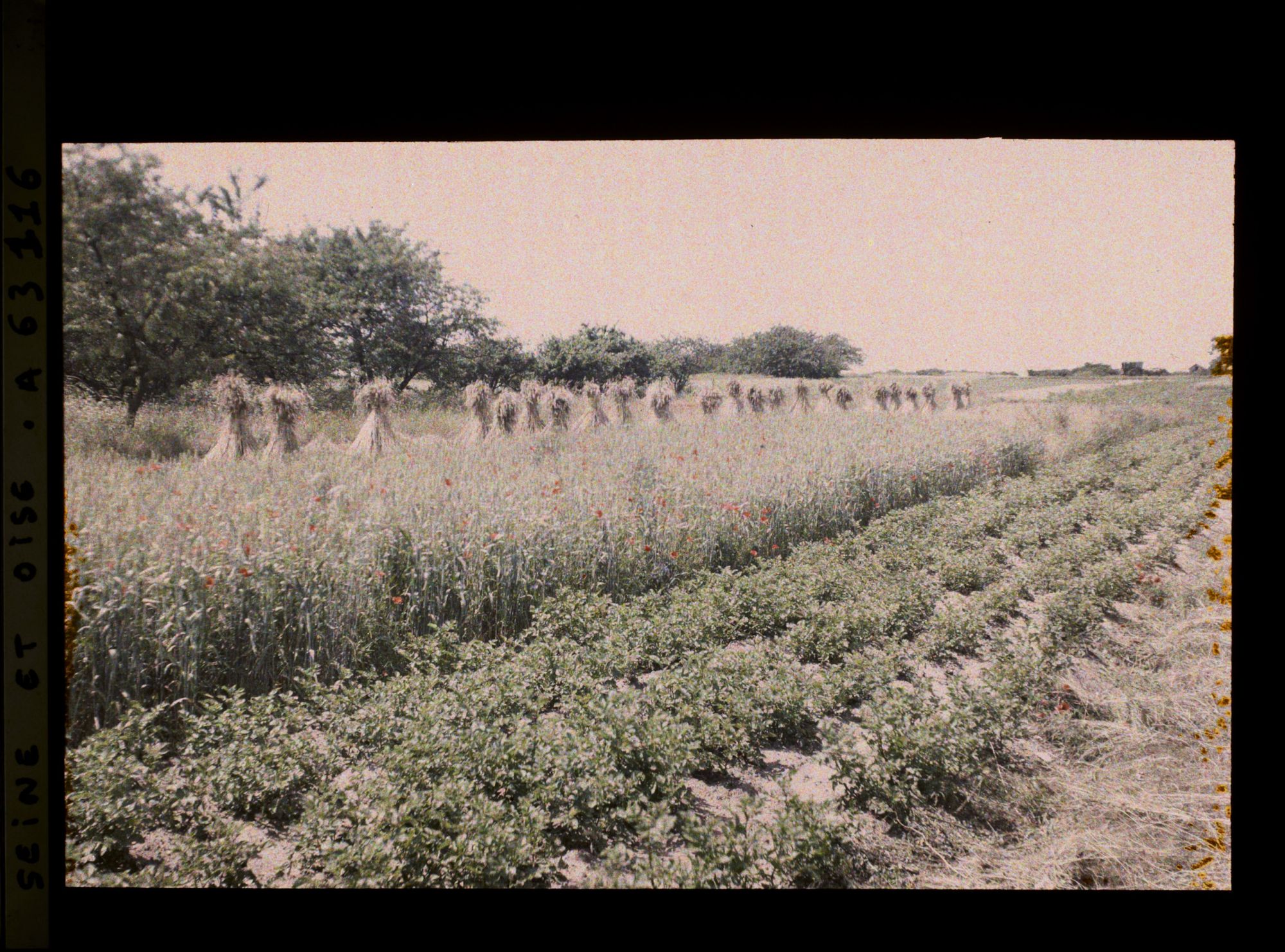 Image représentant Ile de France, Corneilles en Parisis , Pommes de terre, blé et Seigle