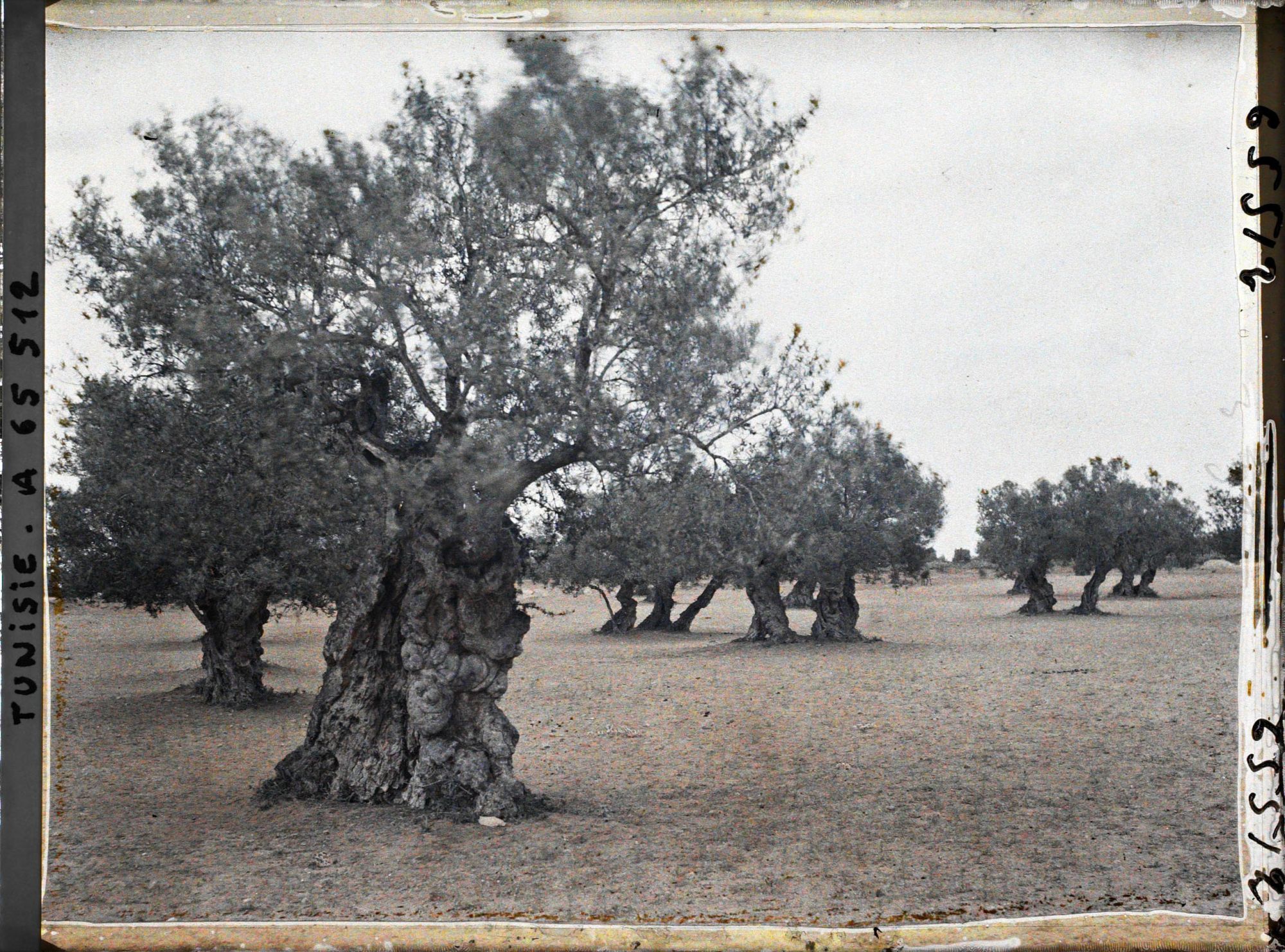 Image représentant Vieux oliviers dans une plantation (culture arabe)