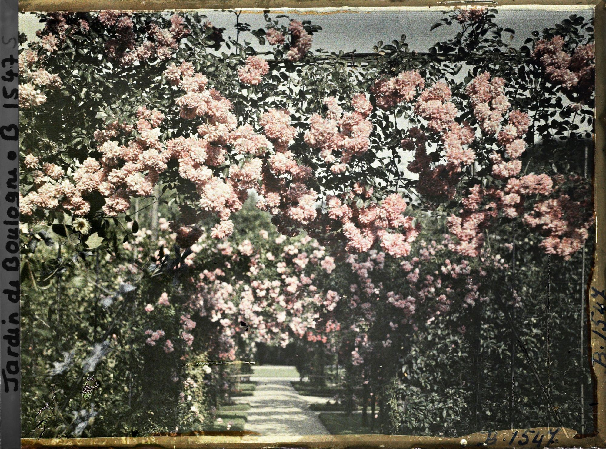 Image représentant Axe central du verger-roseraie vu vers le jardin anglais, non loin du rond-point côté jardin français