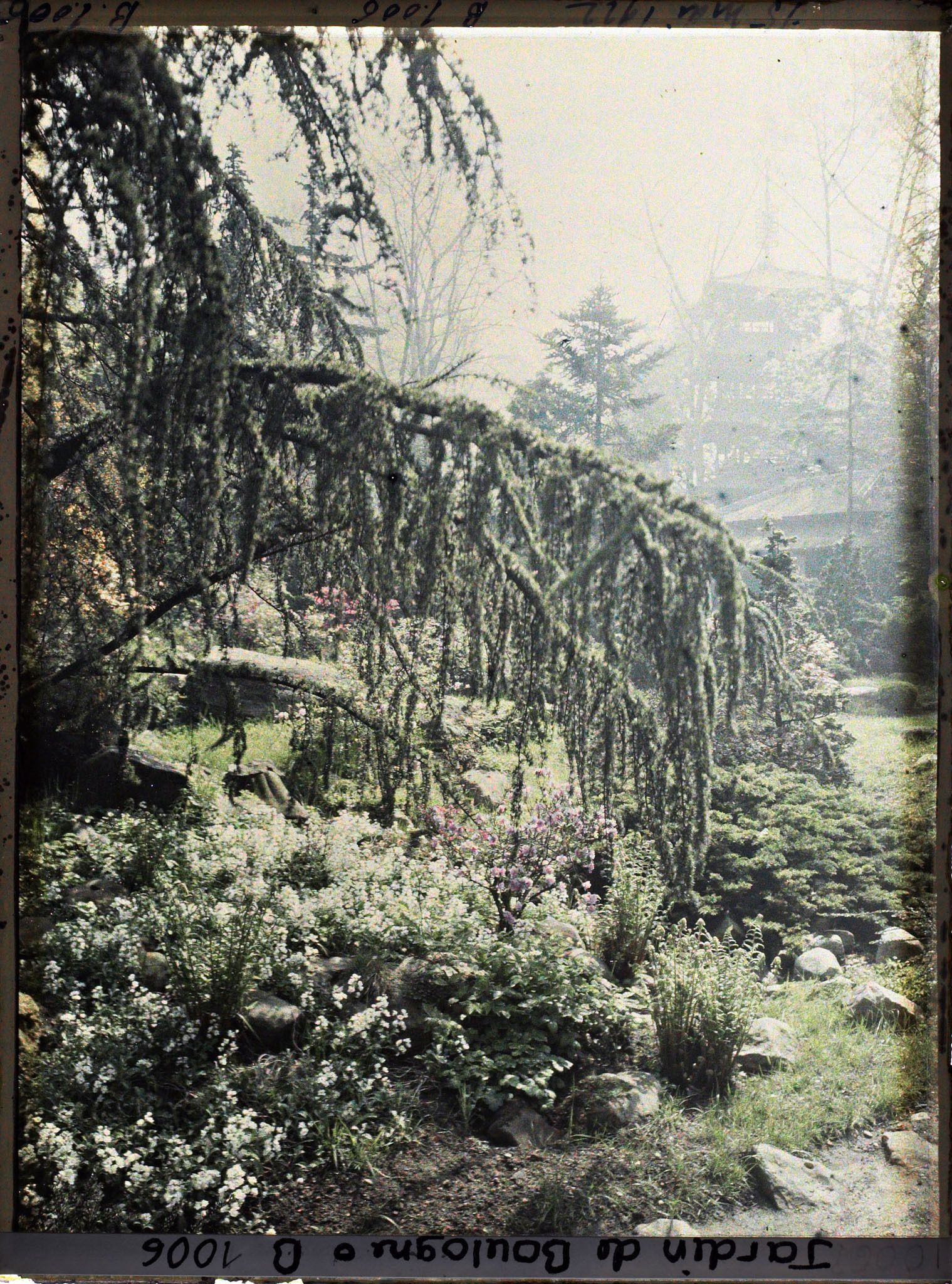 Image représentant Branche de cèdre et massif d'arbustes au bord d'un chemin du " village japonais " dans la brume