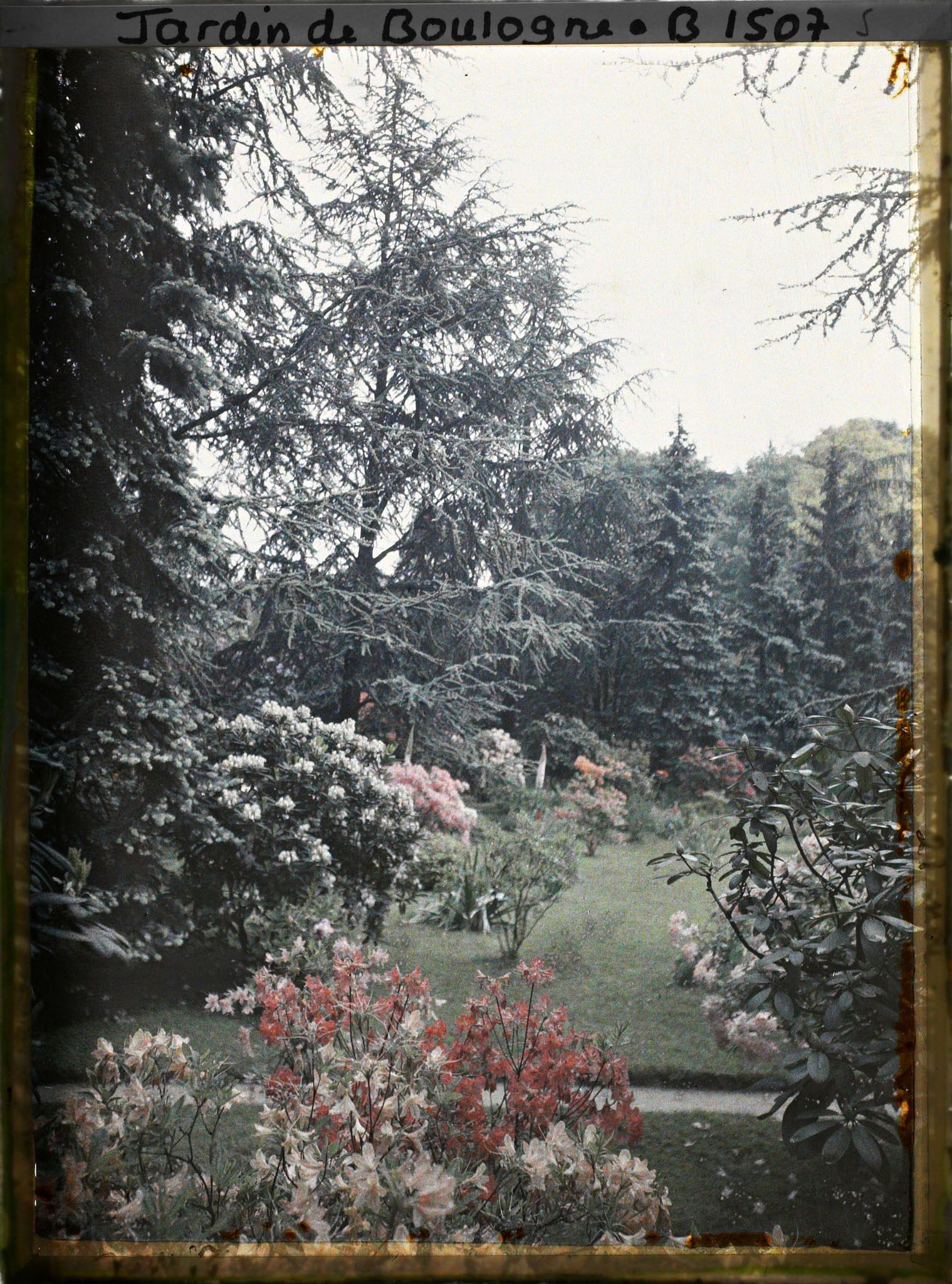 Image représentant Rhodos et azalées, à l'arrière-plan la pelouse du marais