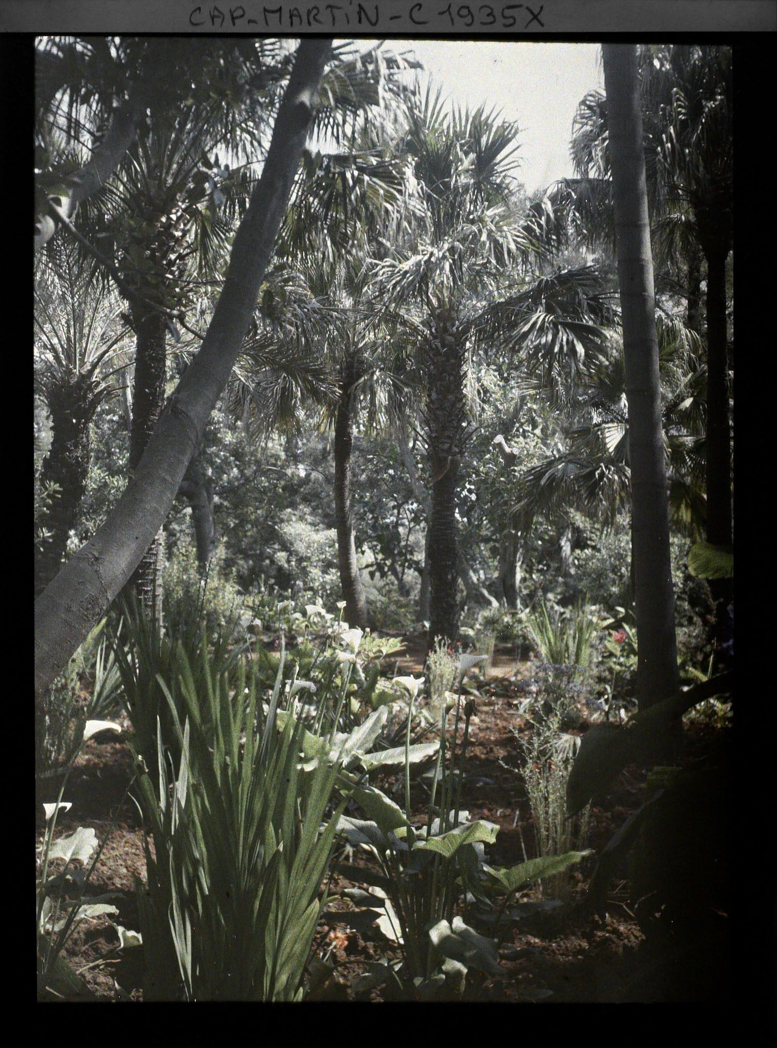 Image représentant Arums en fleurs dans un sous-bois de palmiers