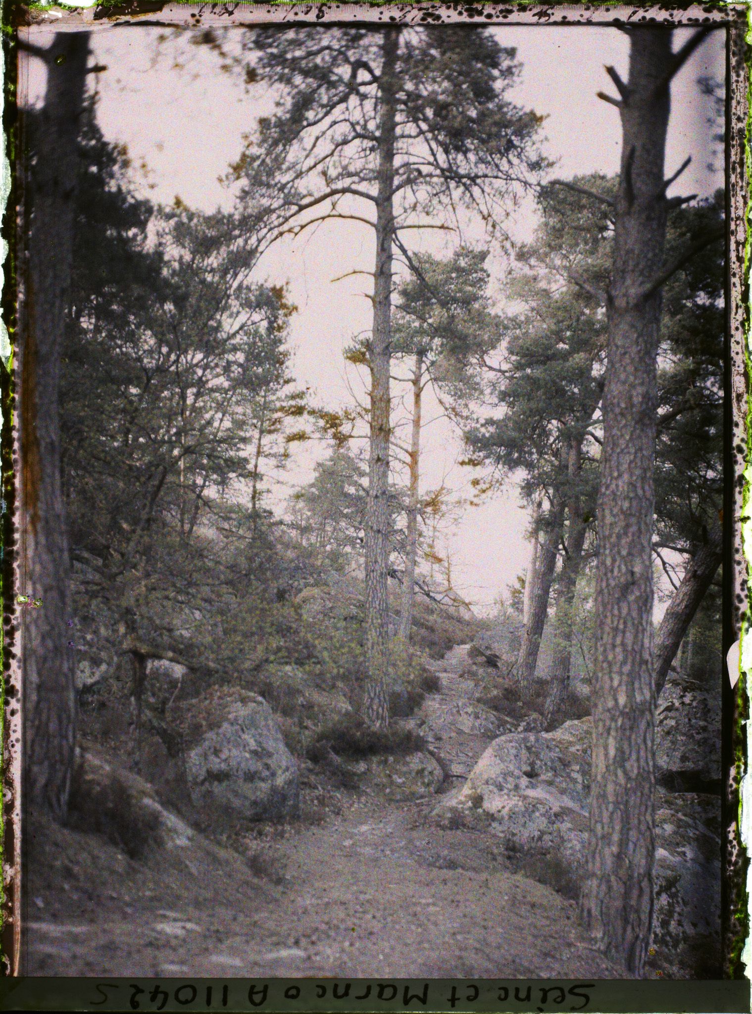 Image représentant France, Fontainebleau, Forêt de Fontainebleau