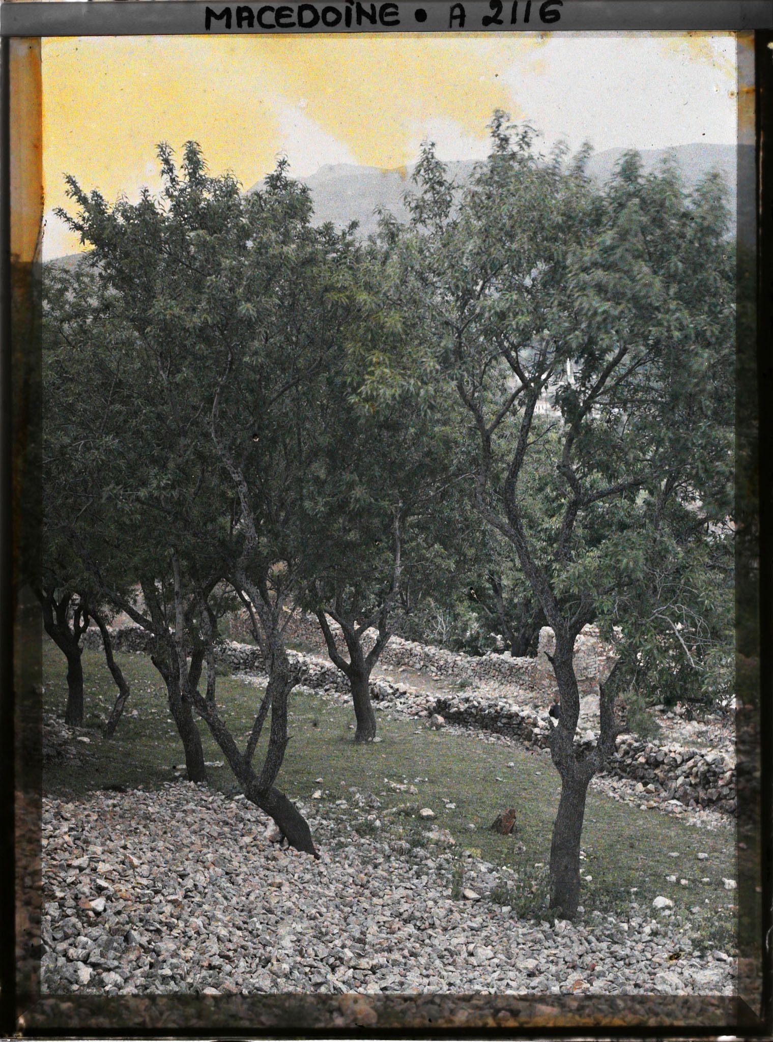 Image représentant Amandiers sur le sol calcaire de la vieille forteresse (à peu près la même vue)