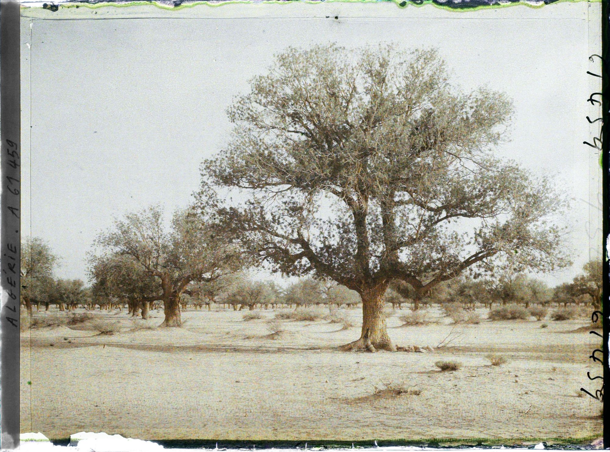 Image représentant Pistachiers térébinthes dans la daya