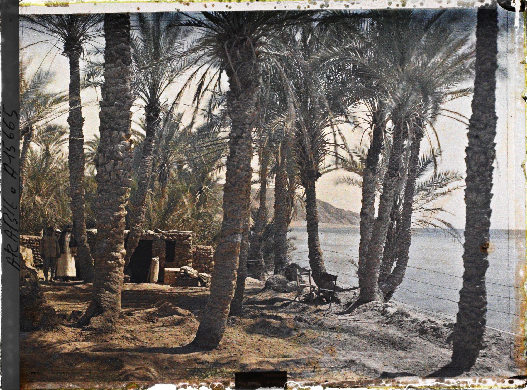 Image représentant Construction dans une palmeraie au bord du golfe d'Aqaba