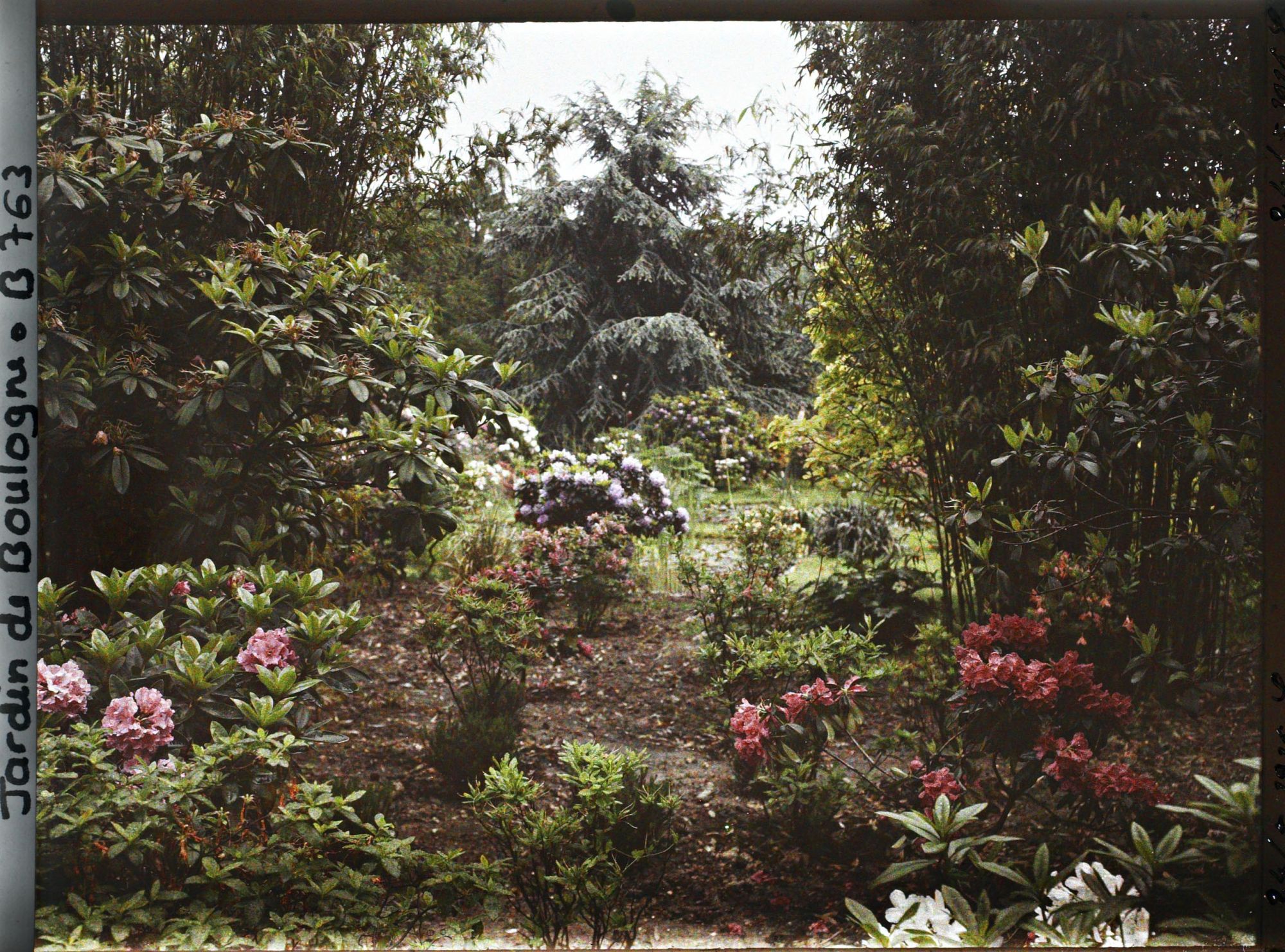 Image représentant Azalées près du marais