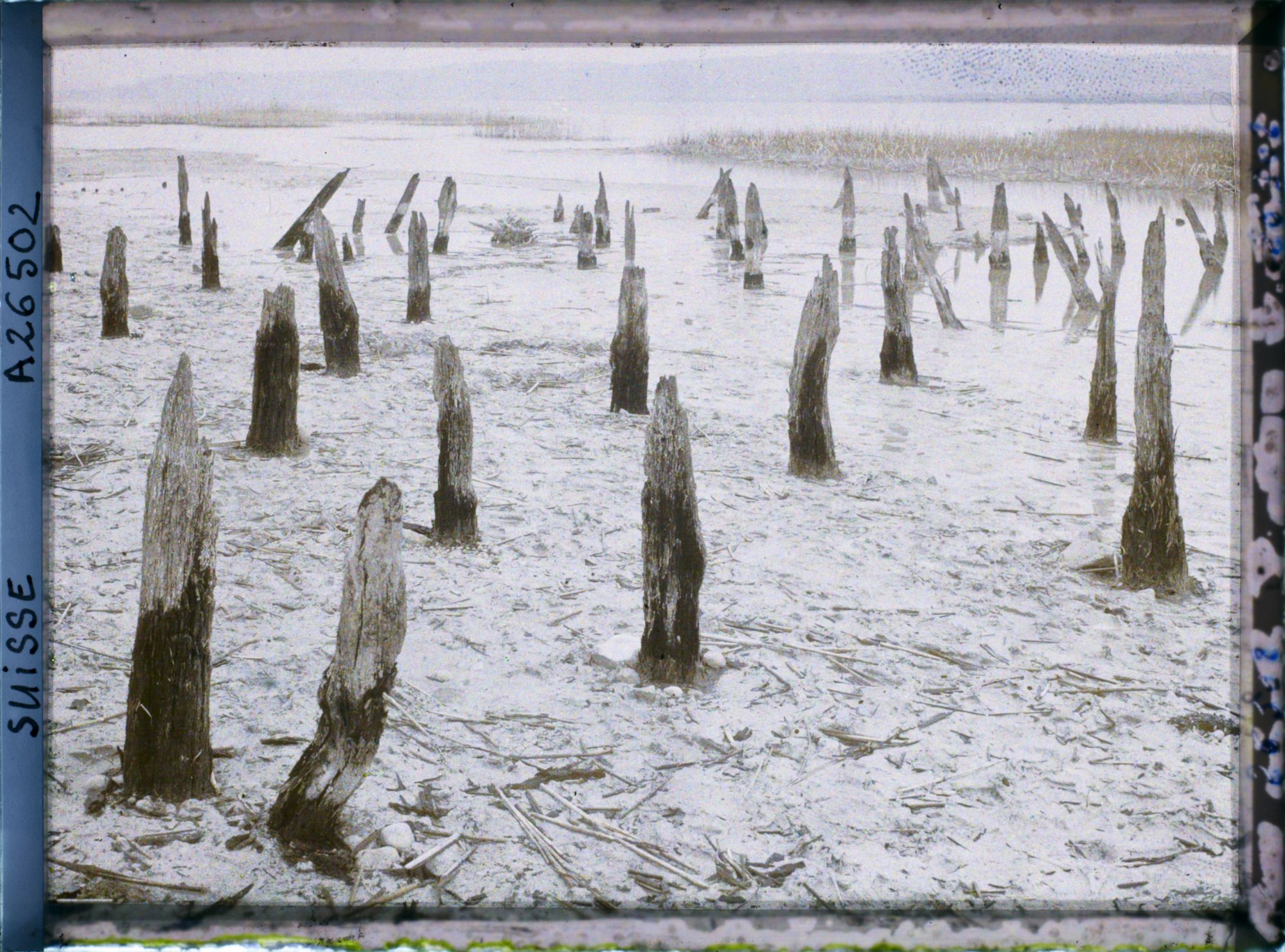Image représentant Site palafittique préhistorique des Alpes, pieux en bois visibles lors de la baisse des eaux après la grande sécheresse de 1921