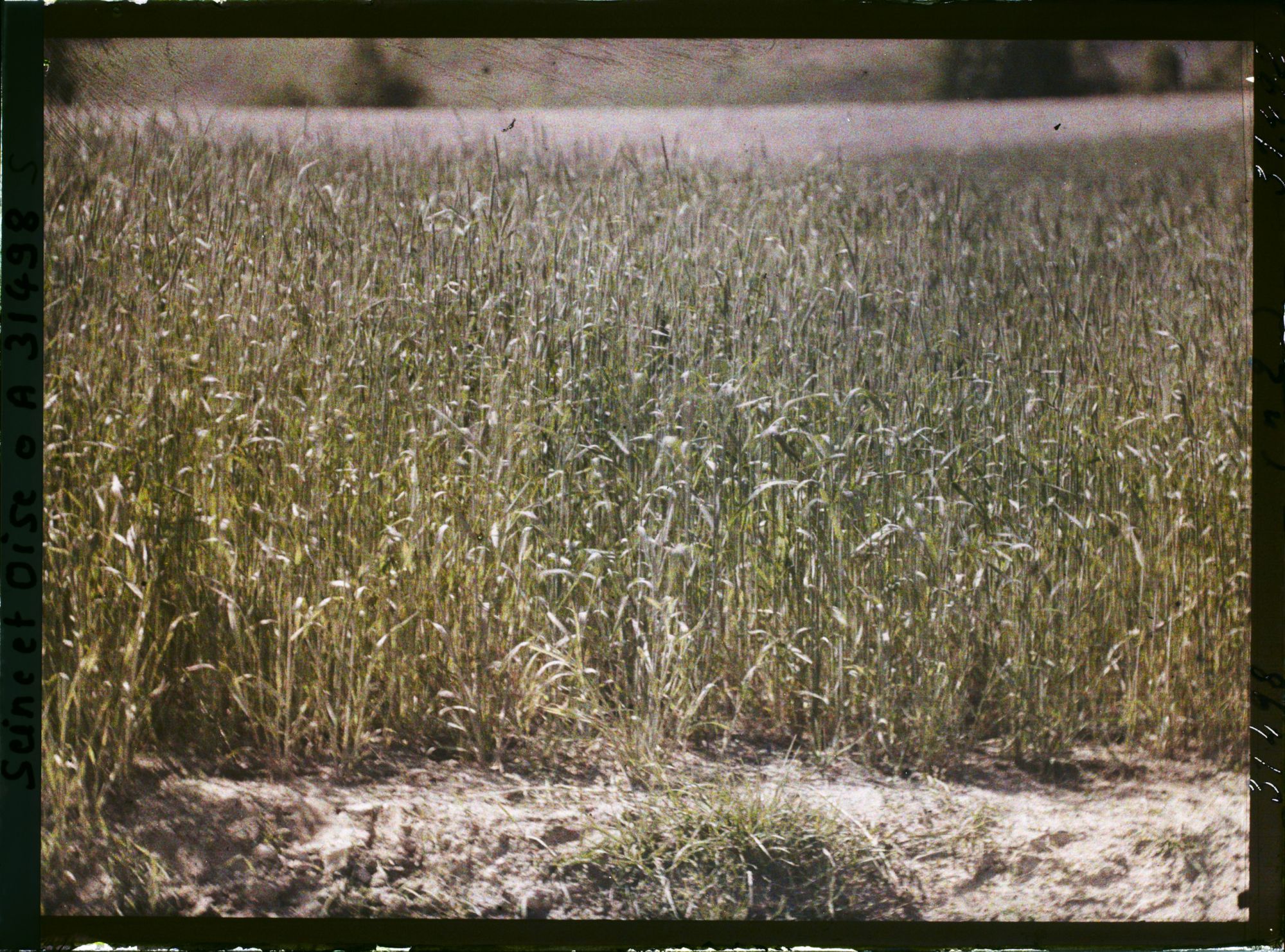 Image représentant France, Fontenay-Fleuri, Champ de Seigle (N° 2)