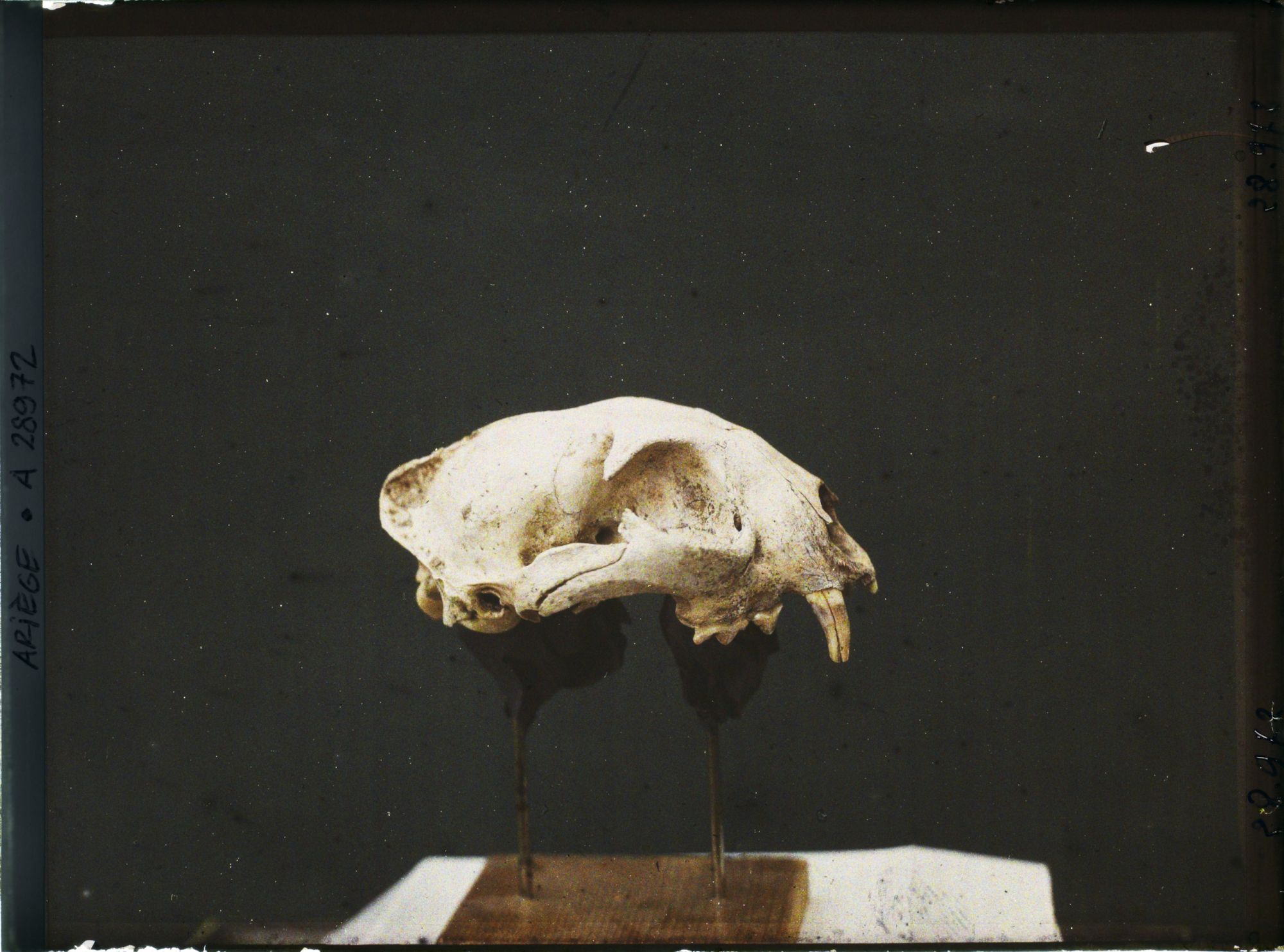 Image représentant Crâne de panthère vu de profil