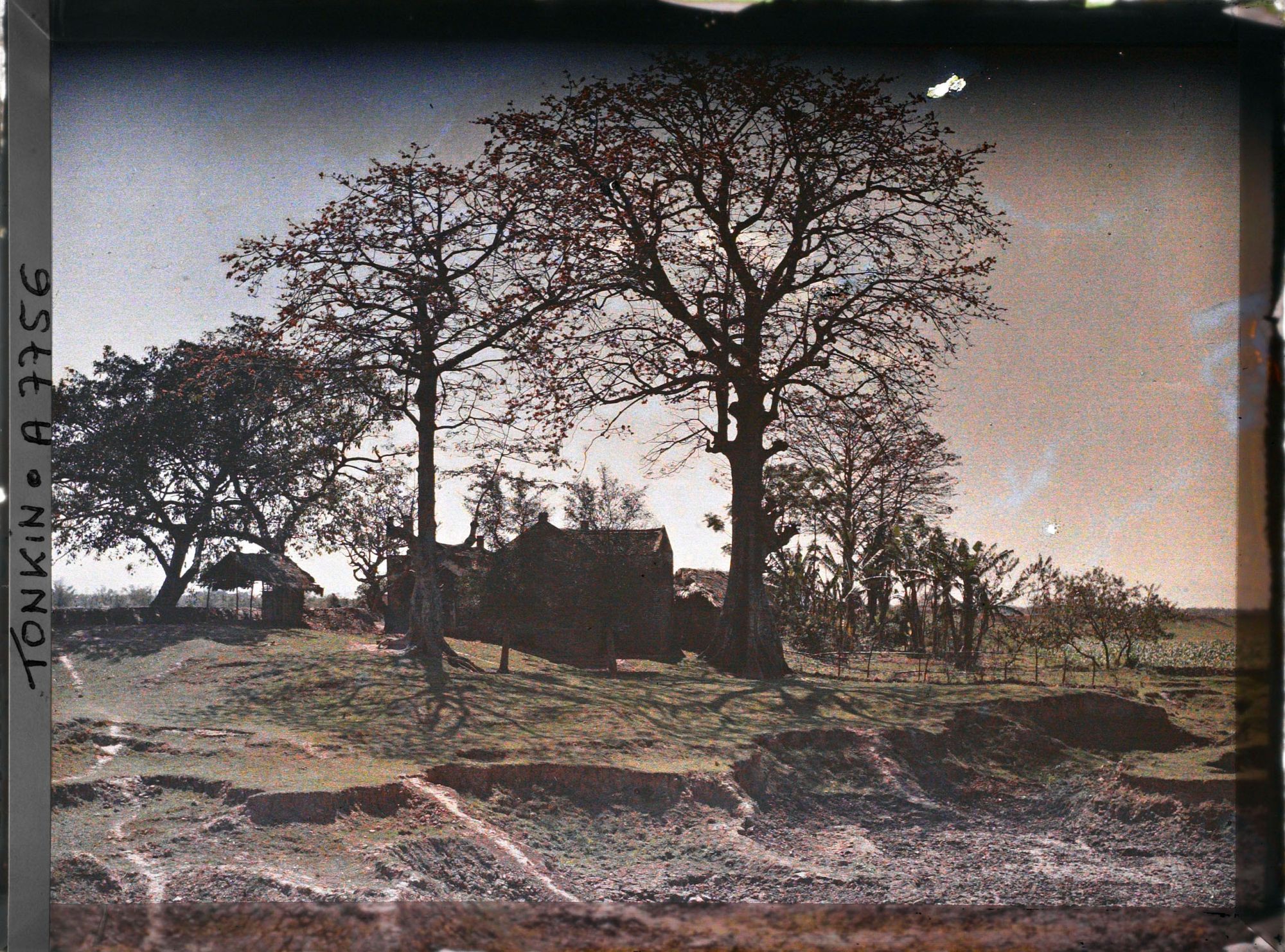 Image représentant Des kapokiers en fleurs aux abords d'un village, le long de la route