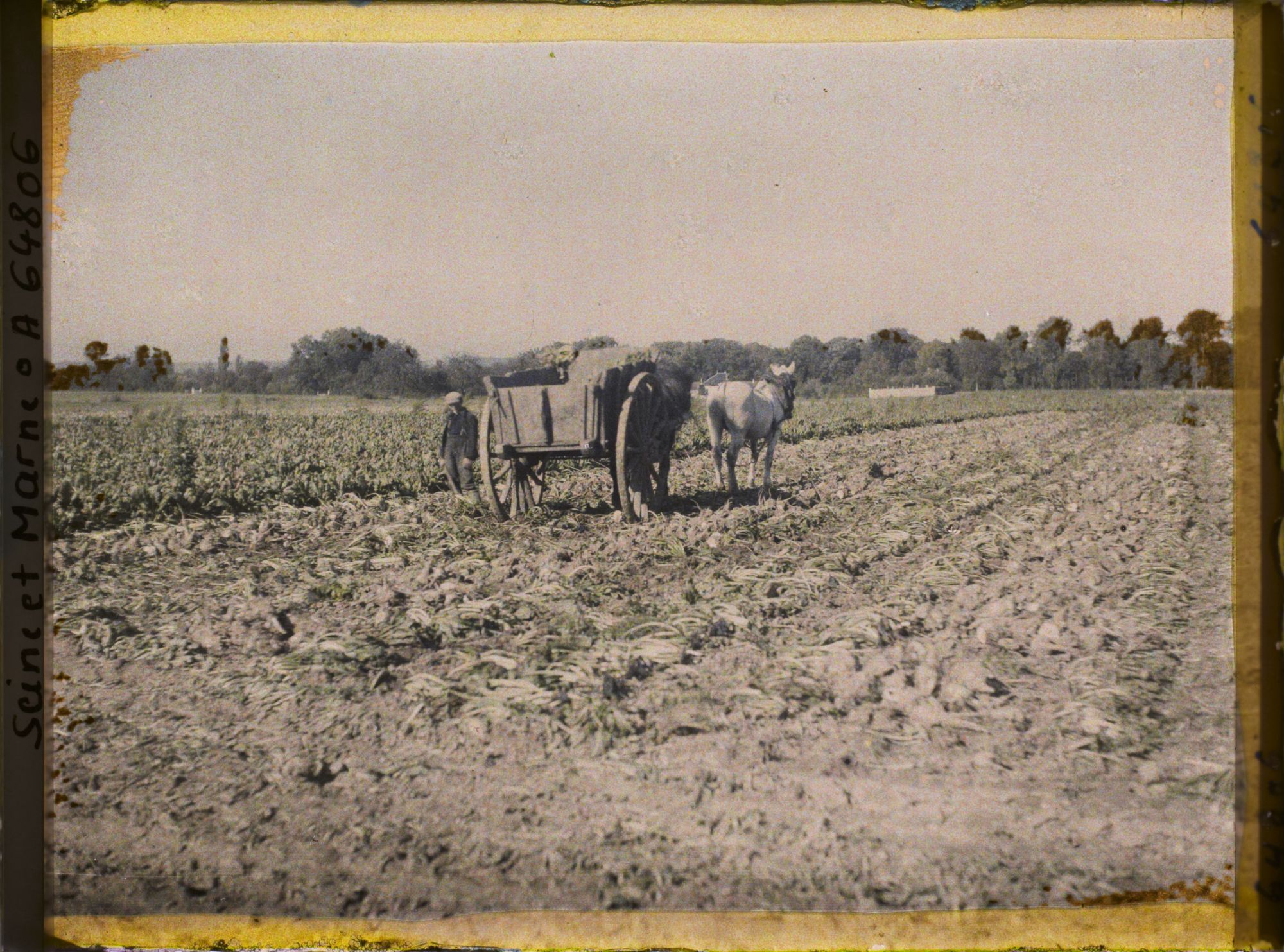 Image représentant Seine et Marne, Guermantes, Recolte de Betteraves