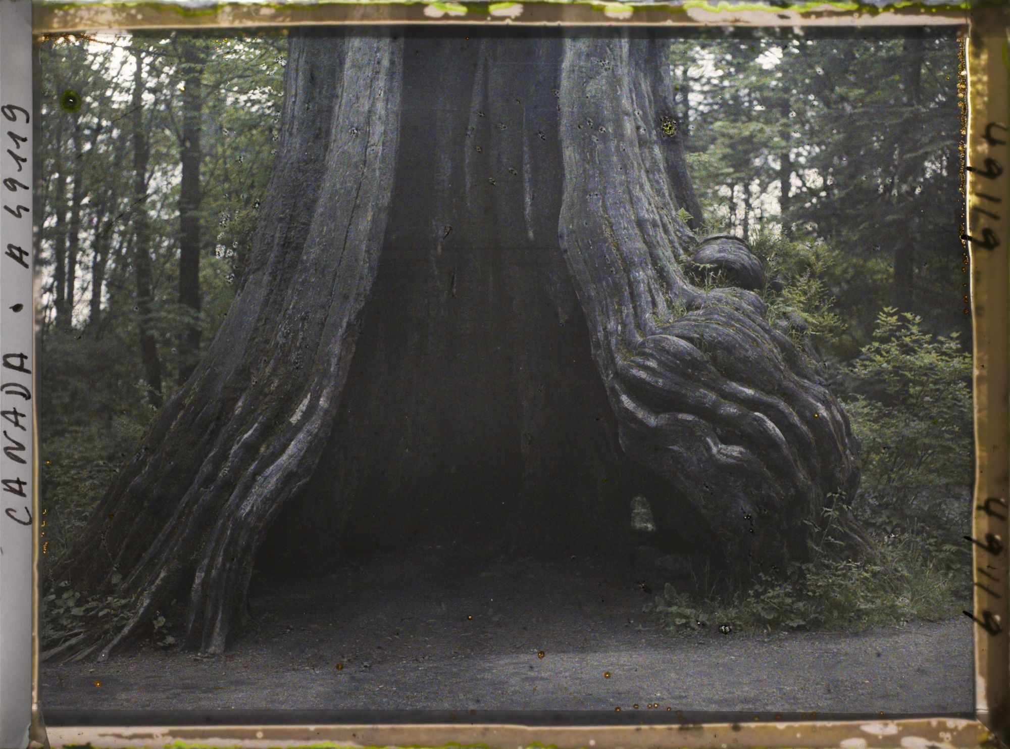 Image représentant Canada, Vancouver, Le plus vieil arbre de la forêt