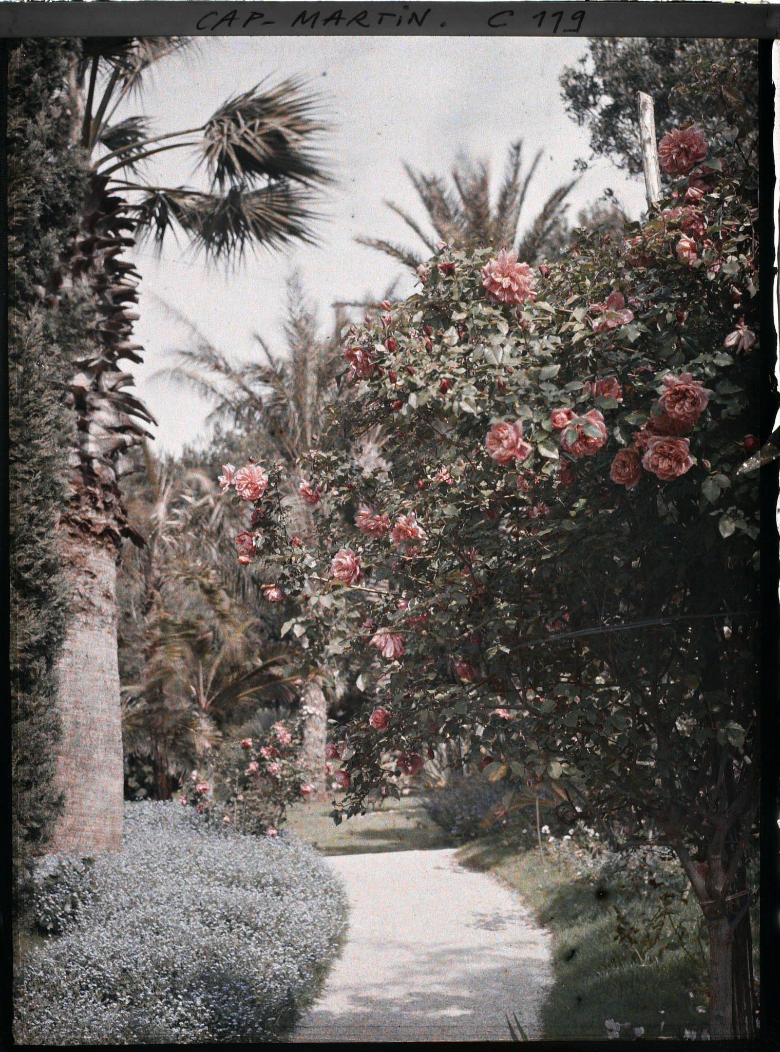 Image représentant Les rosiers dans le jardin