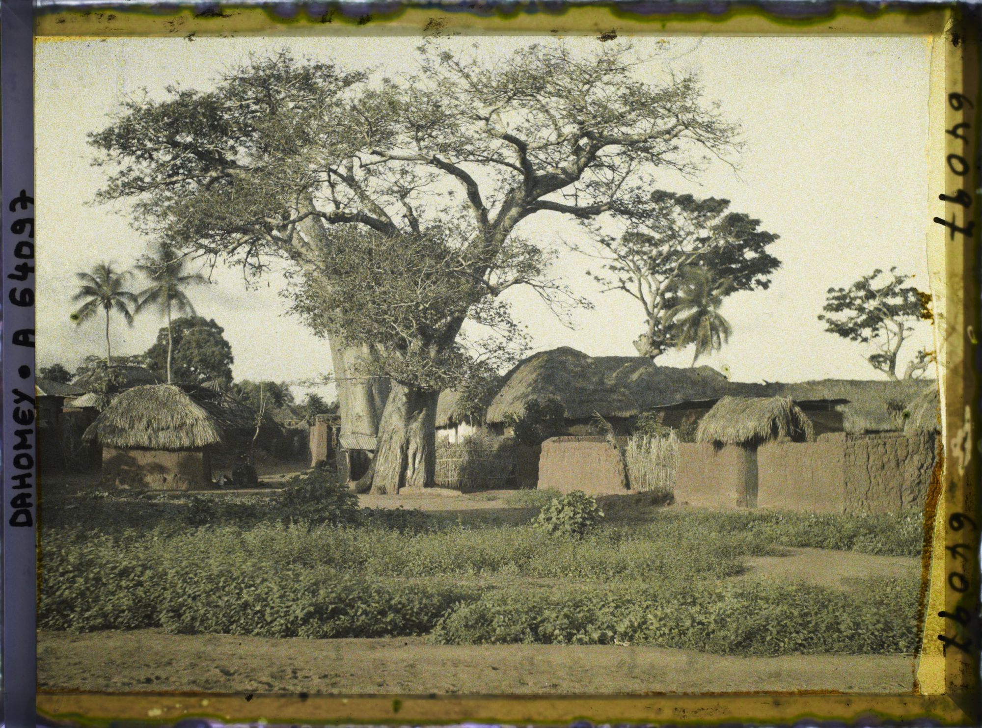 Image représentant Baobab dans le village