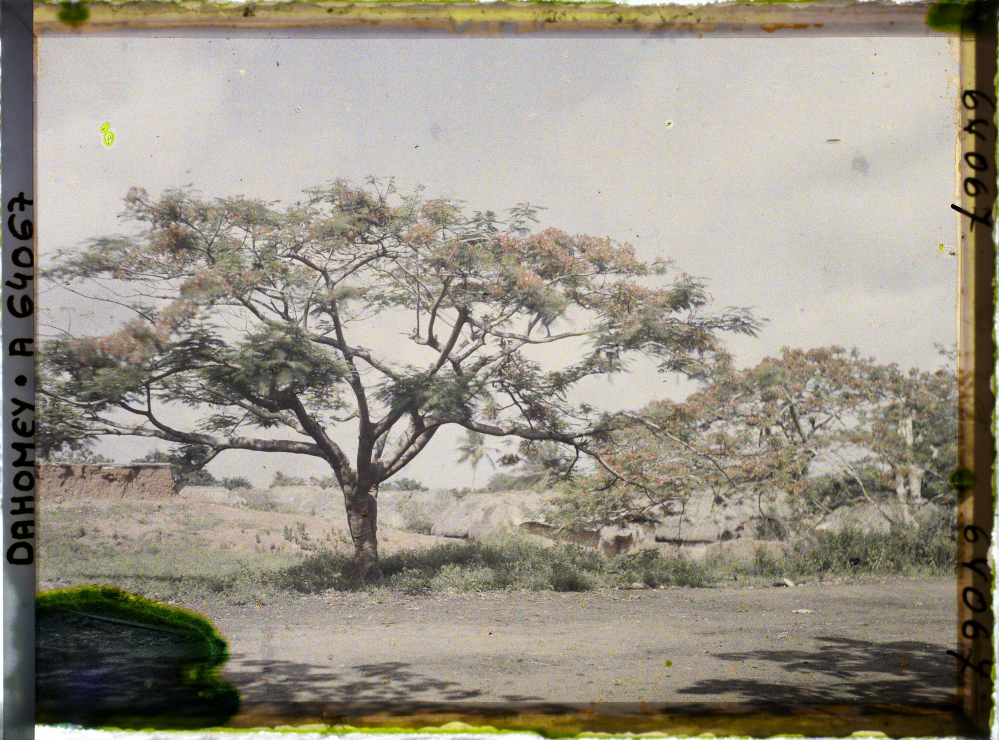 Image représentant Des flamboyants en fleurs le long d'une route