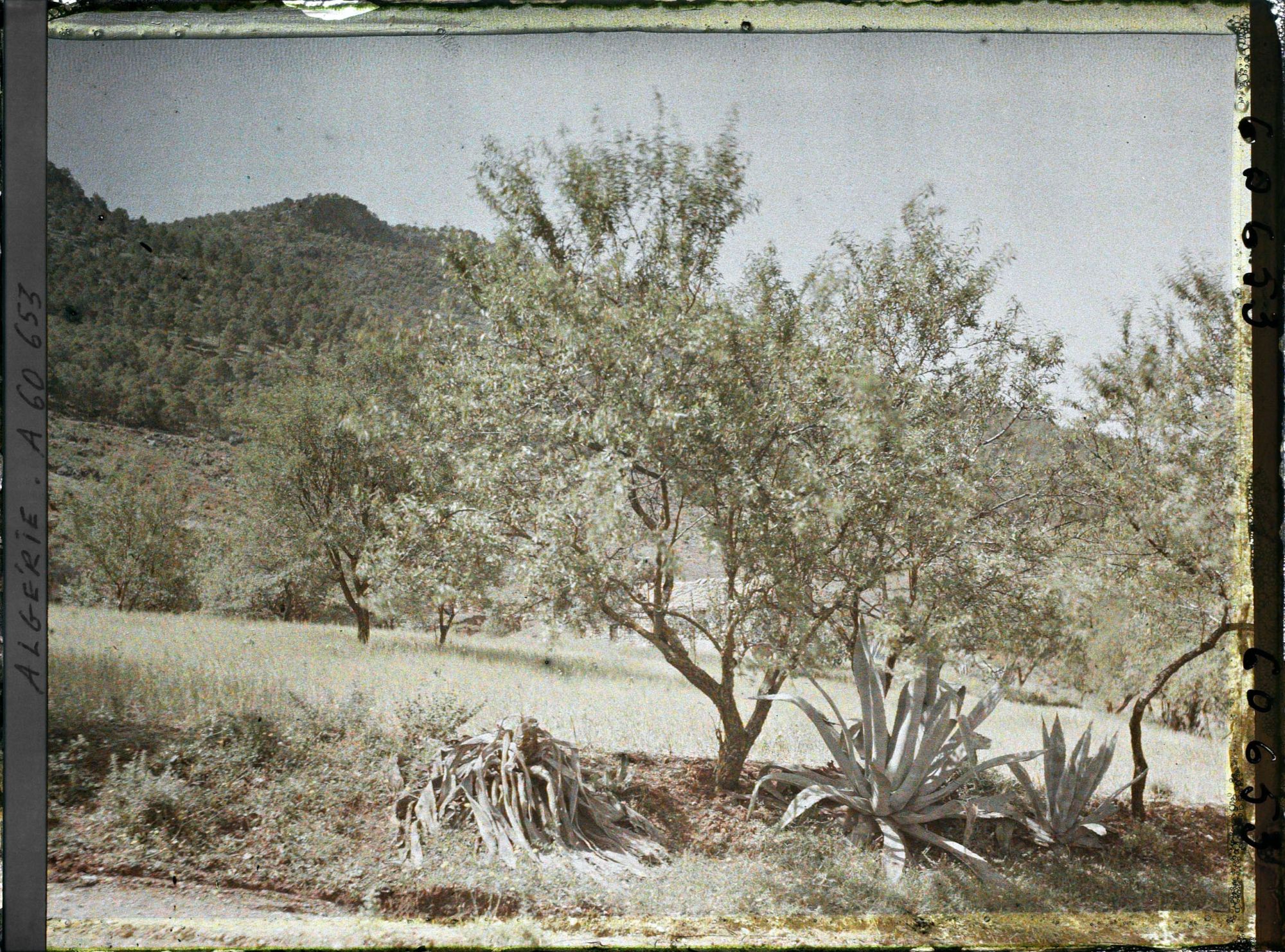 Image représentant Paysage au pied des monts de Tlemcen