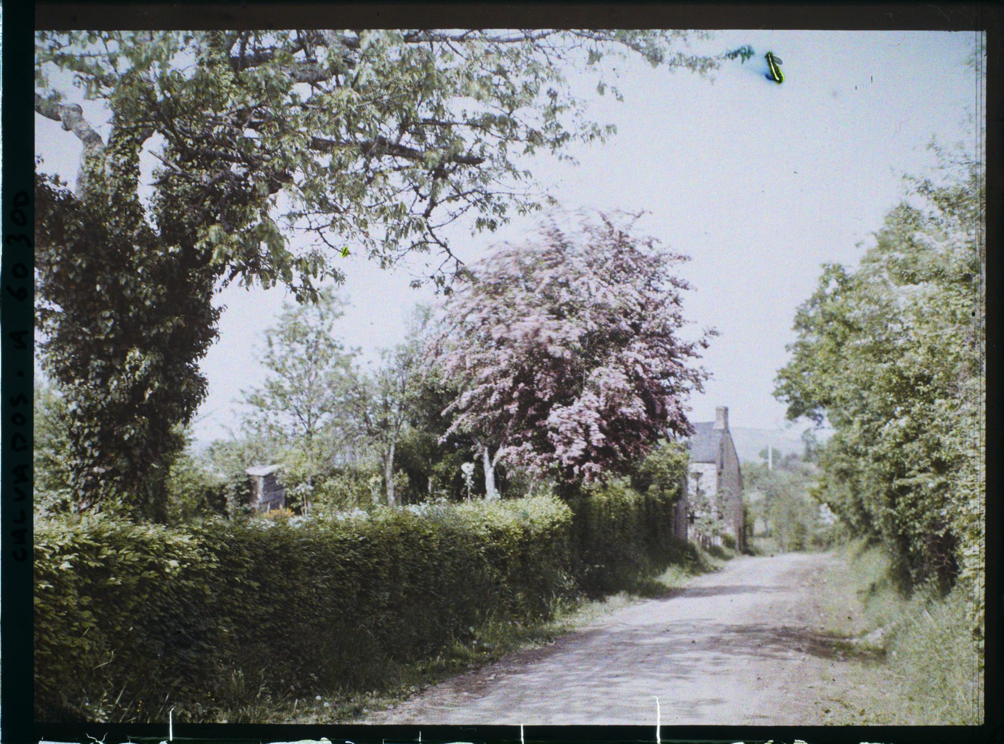 Image représentant Les aubépines