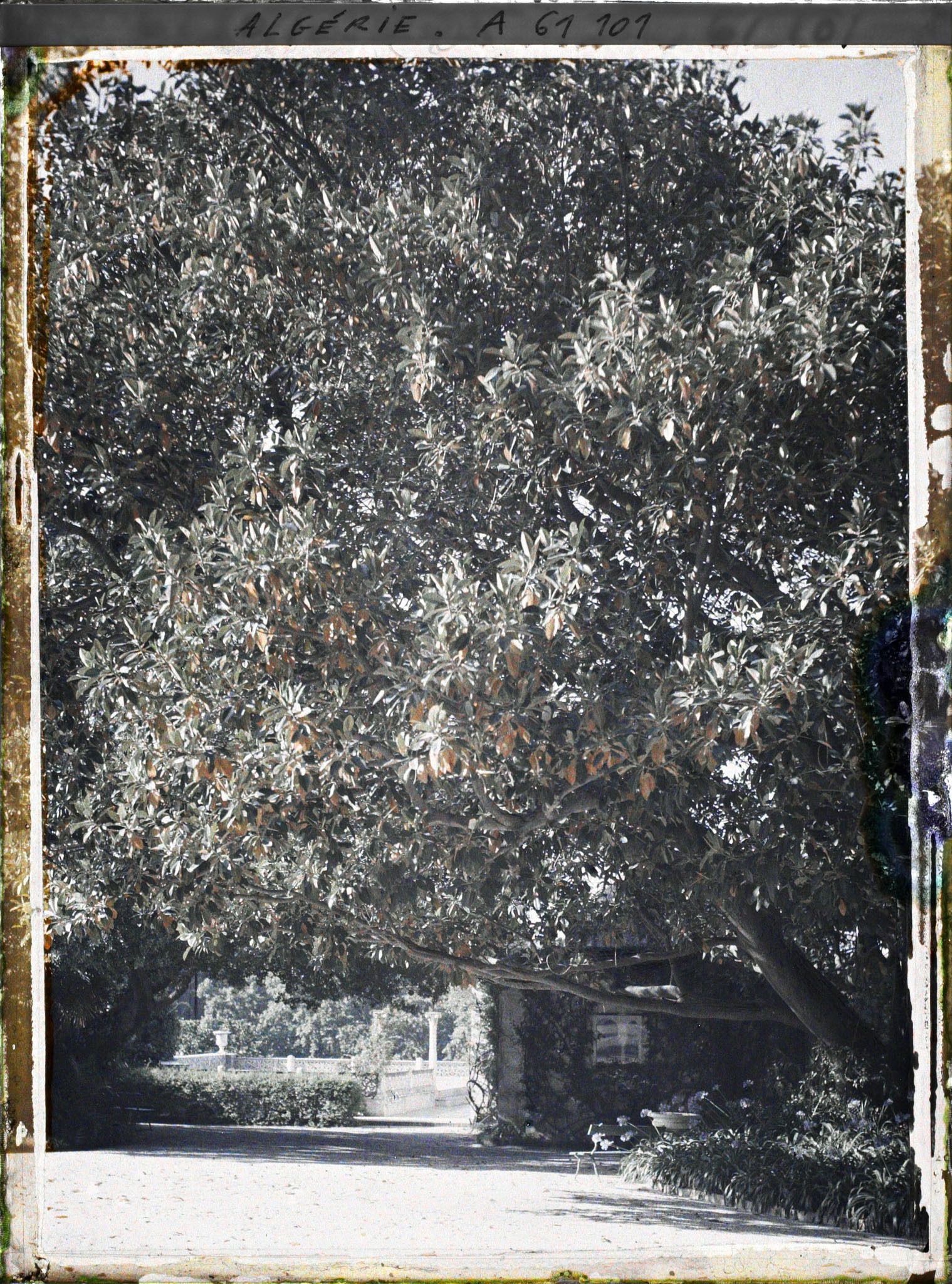 Image représentant Le Palais d'été, un ficus