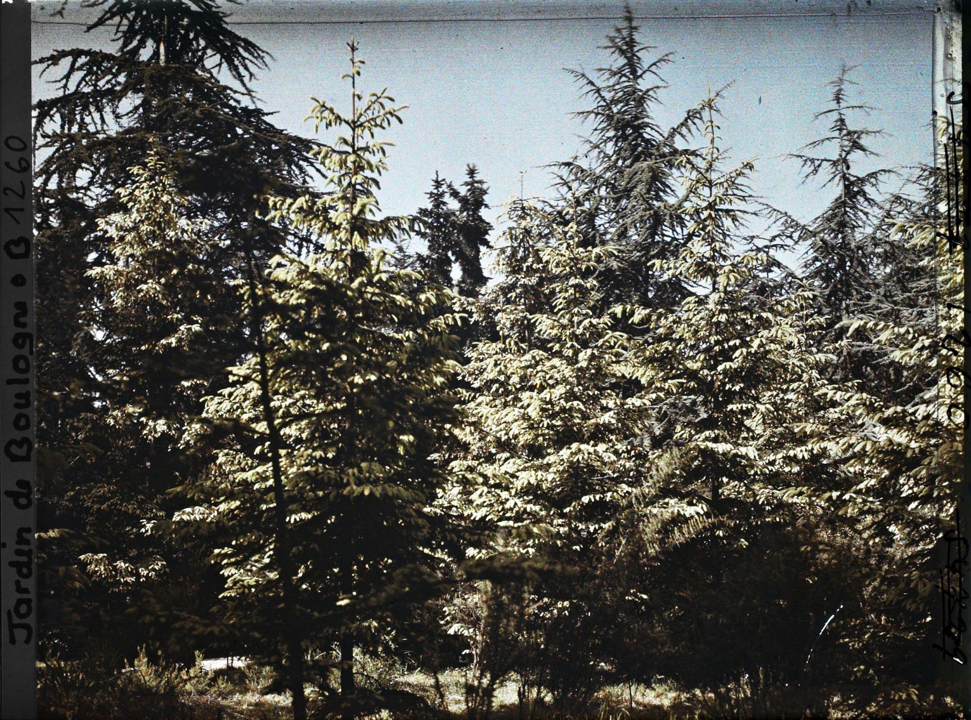 Image représentant La forêt dorée