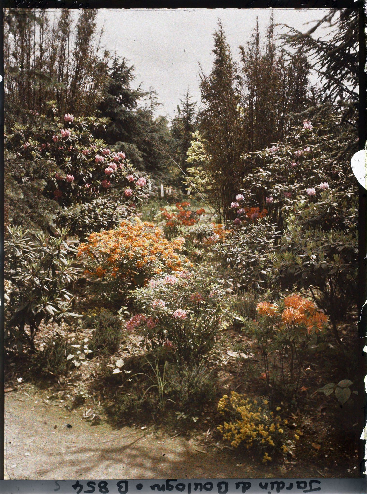 Image représentant Azalées et rhododendrons près du marais