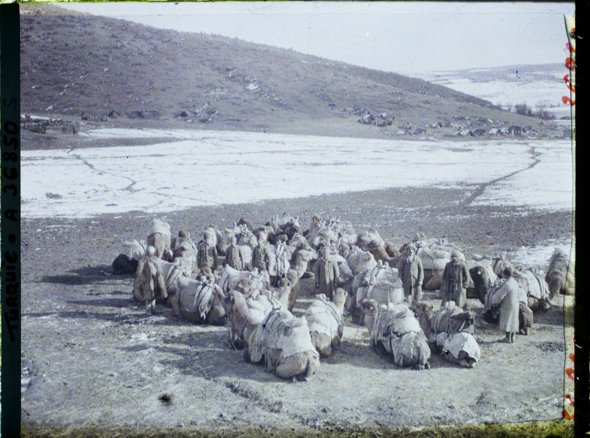 Image représentant Turquie, Karakeui, Chameaux au repos