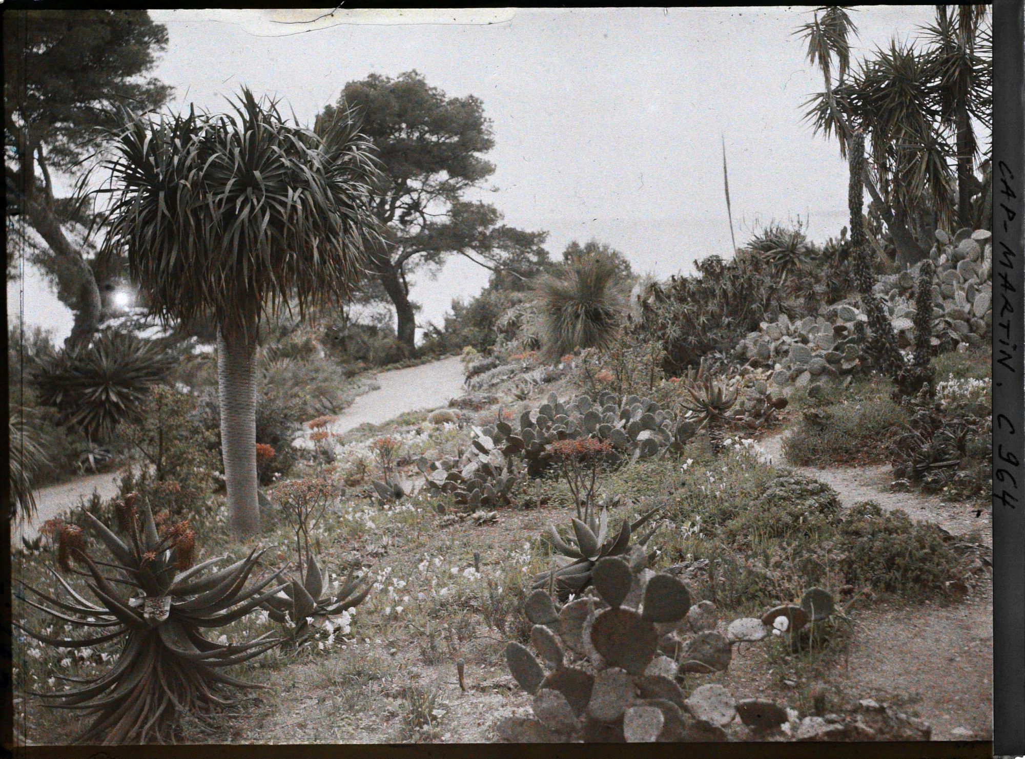 Image représentant Le Jardin