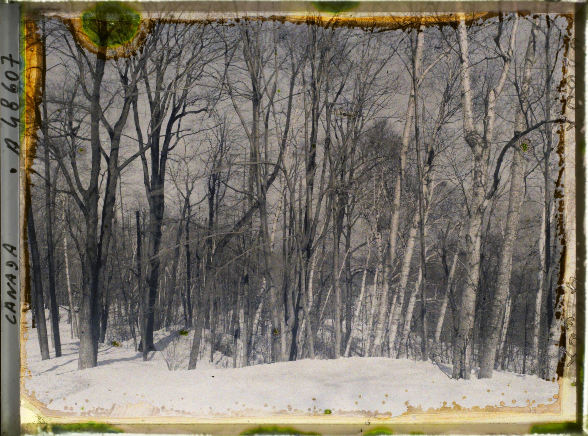 Image représentant Canada,Montréal, Ormes et Bouleaux au Mt Royal