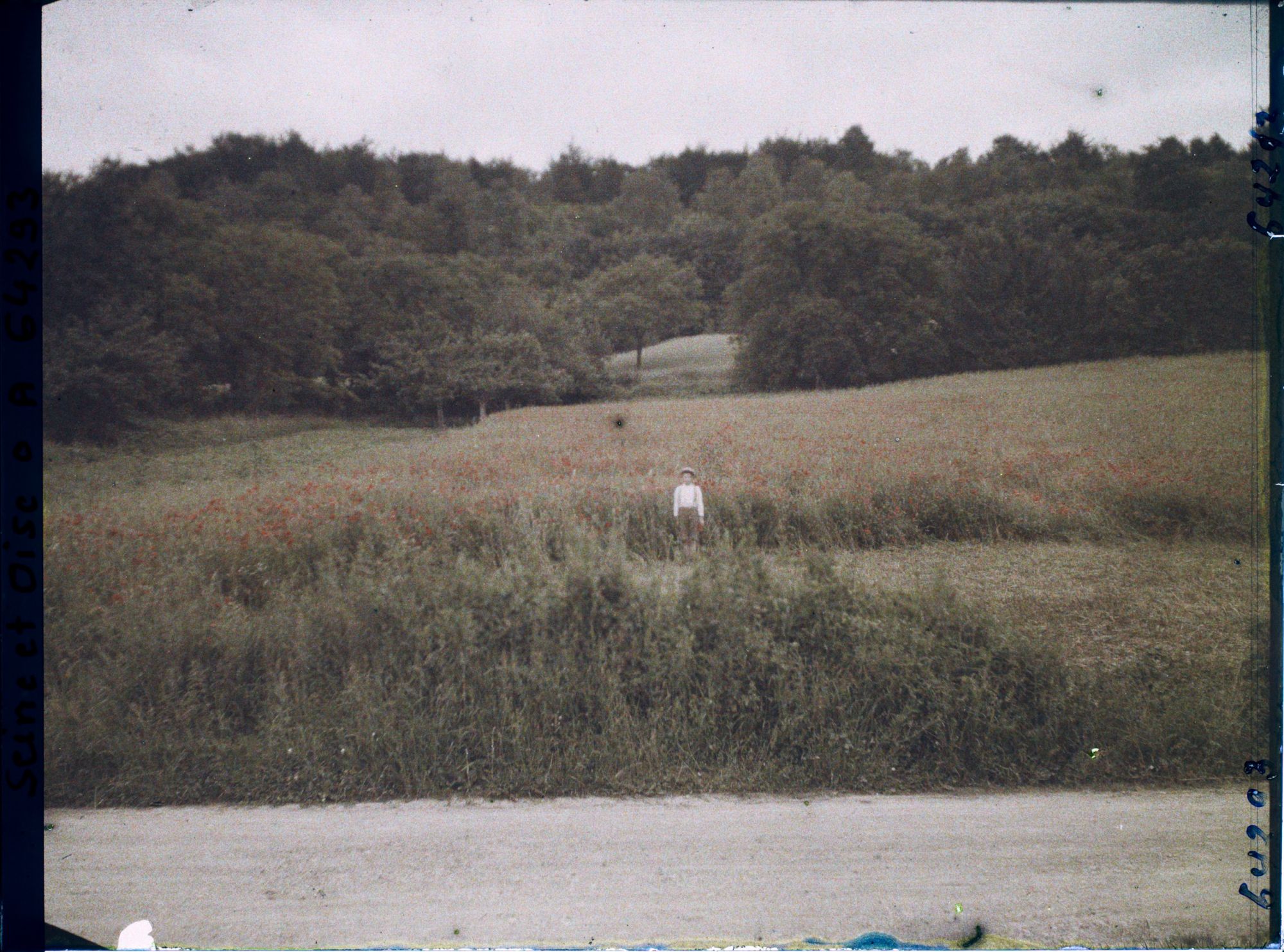 Image représentant Ile de France, Presles, Blé et Coquelicots