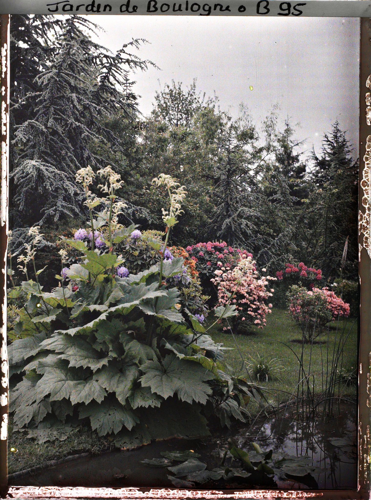 Image représentant Rhododendrons et gunerra bordant l'est d'un bassin du marais planté de nénuphars