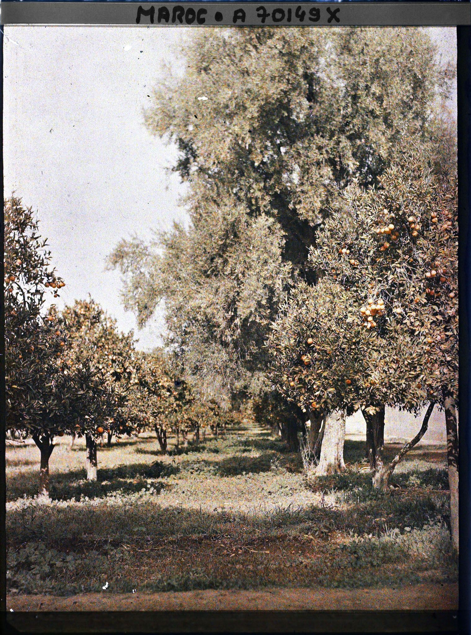 Image représentant Des orangers