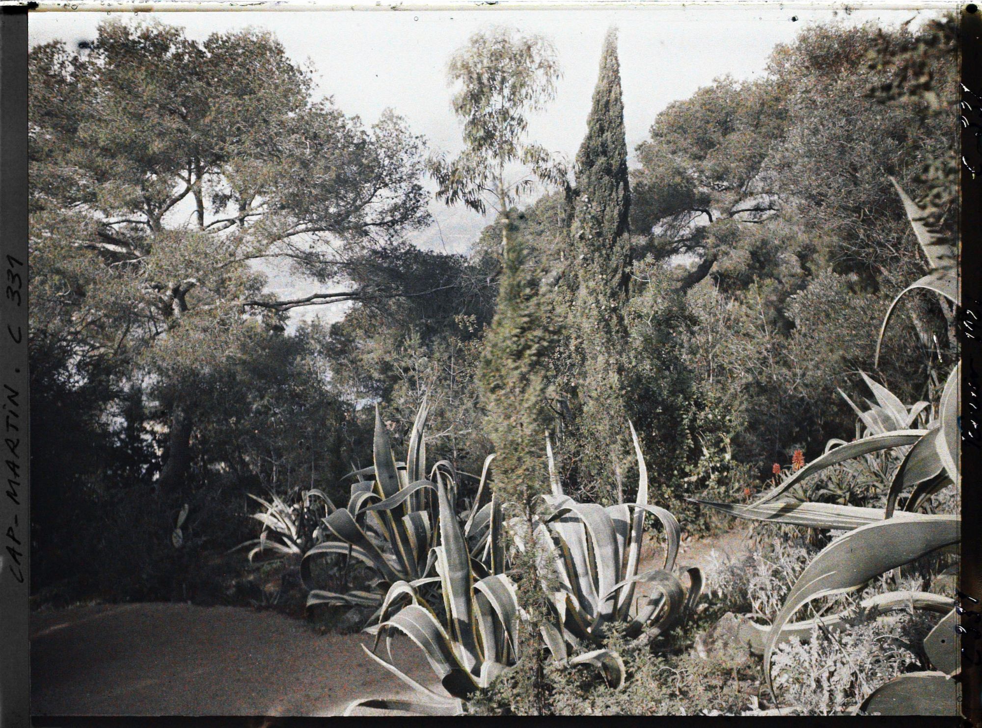 Image représentant Cap Martin Le Jardin