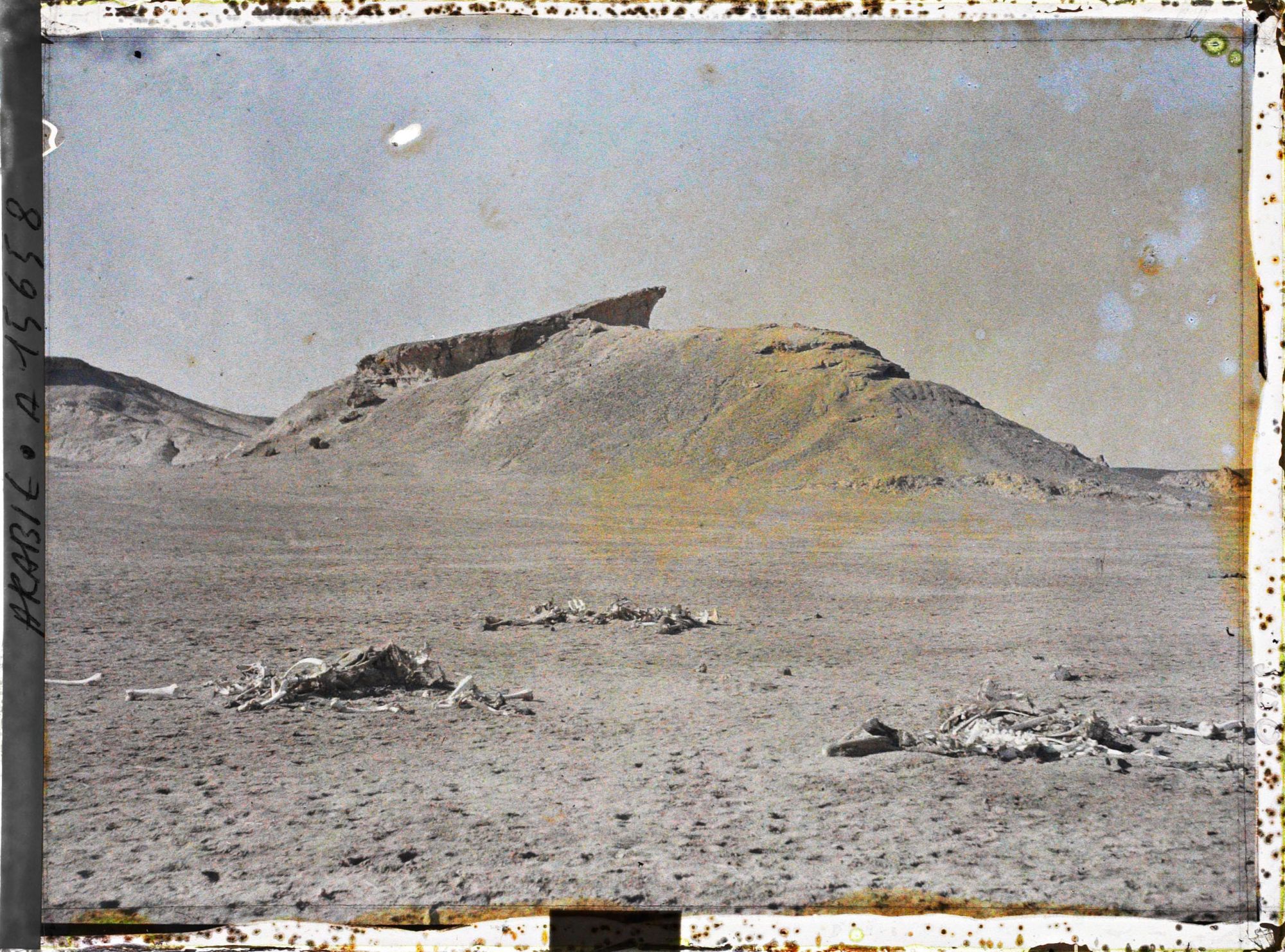 Image représentant Squelettes de chameaux