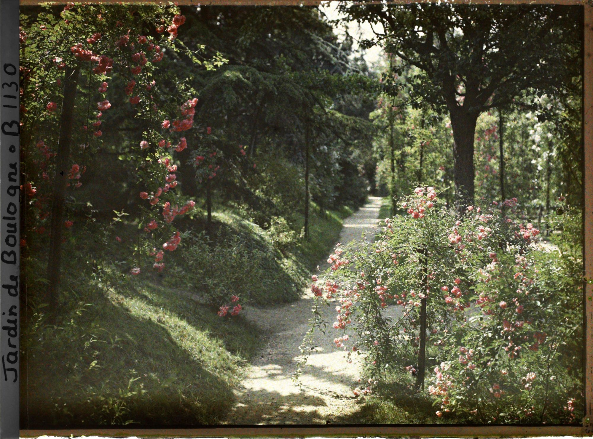 Image représentant Rosiers sur l'allée du verger-roseraie longeant le jardin japonais en direction de l'ouest