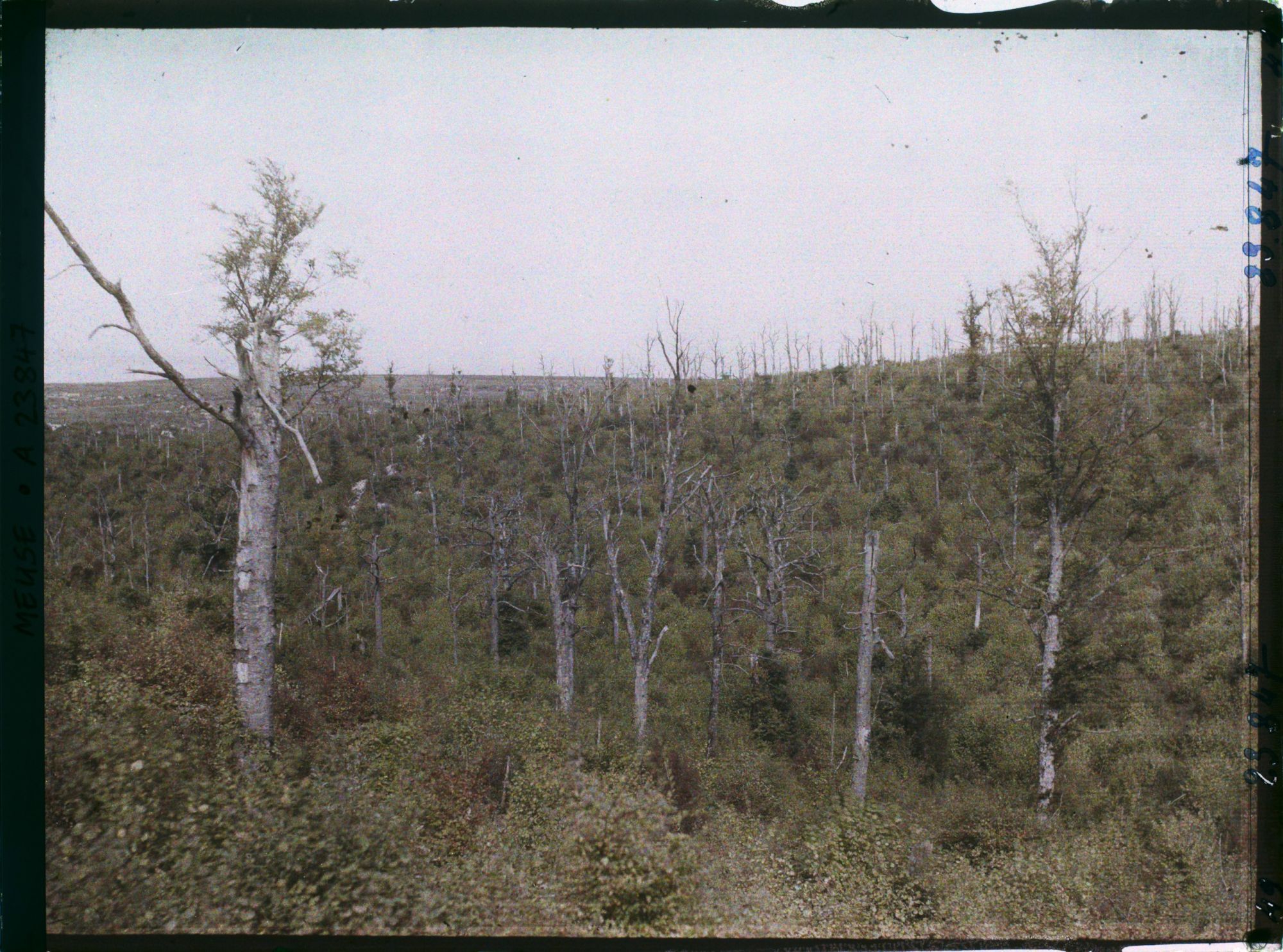 Image représentant France, Souville, Bois près du fort de Souville