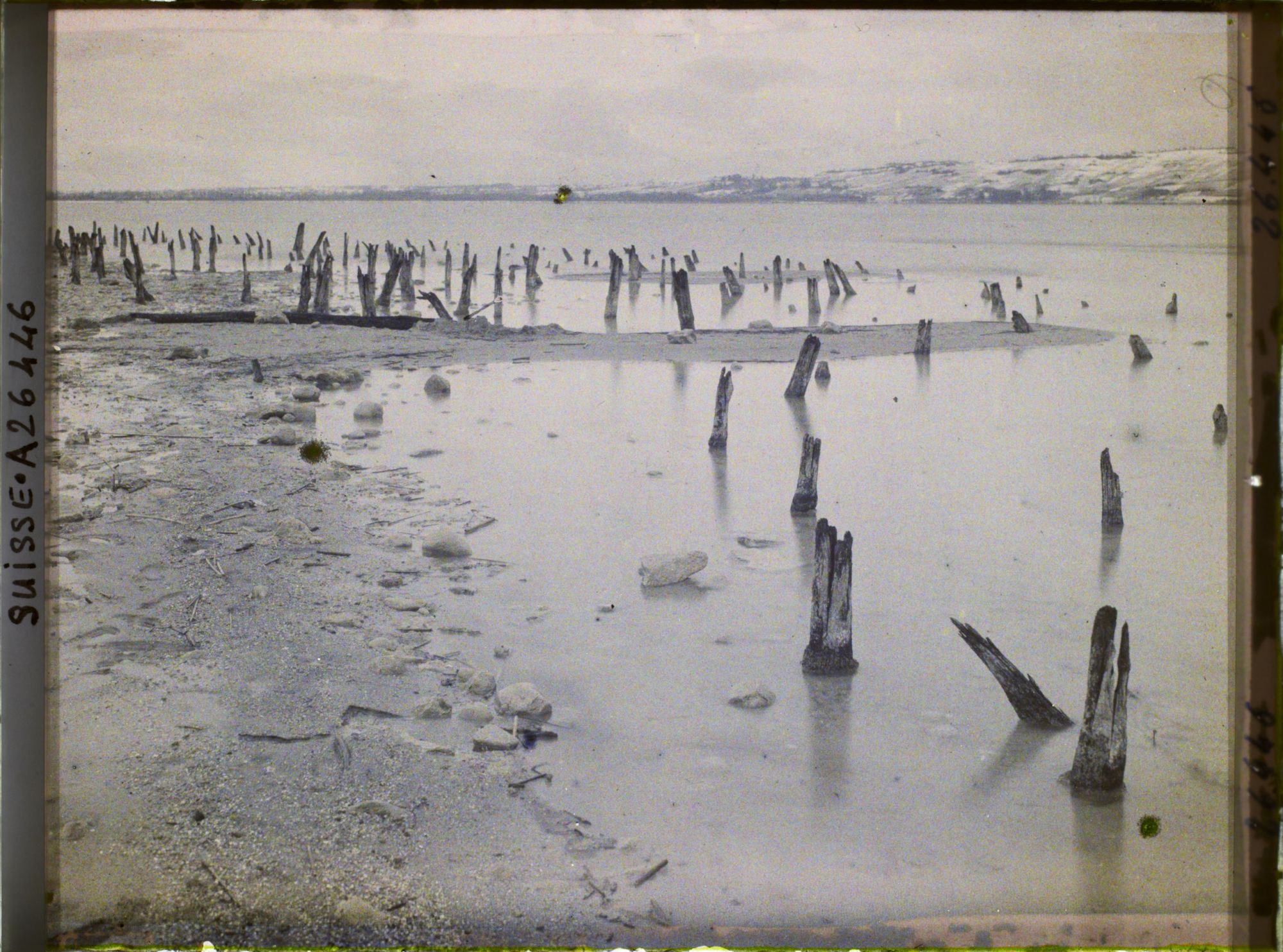 Image représentant Site palafittique préhistorique des Alpes, pieux en bois visibles lors de la baisse des eaux après la grande sécheresse de 1921