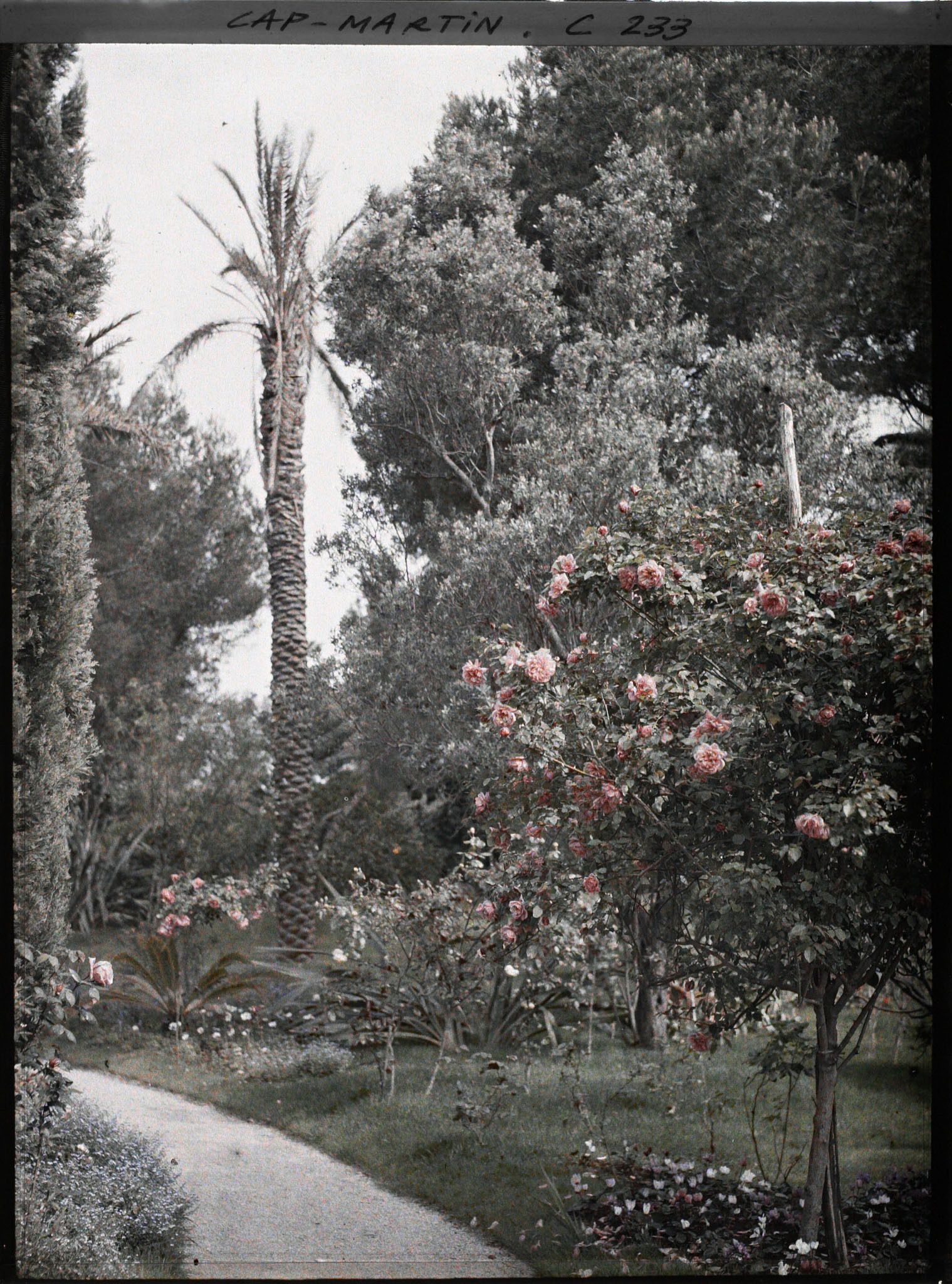 Image représentant Cap-Martin - Rosiers - Le Jardin