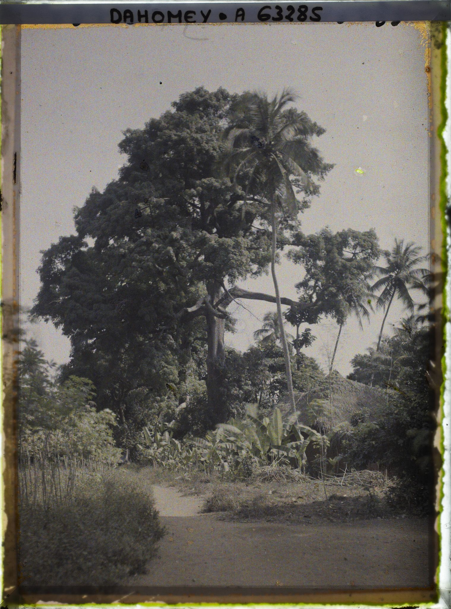 Image représentant Espèces arboricoles : Kapokiers, cocotiers, bananiers et manioc