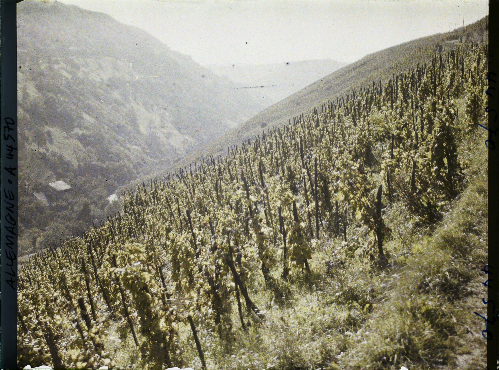 Image représentant Allemagne, Oberwesel, Vignes