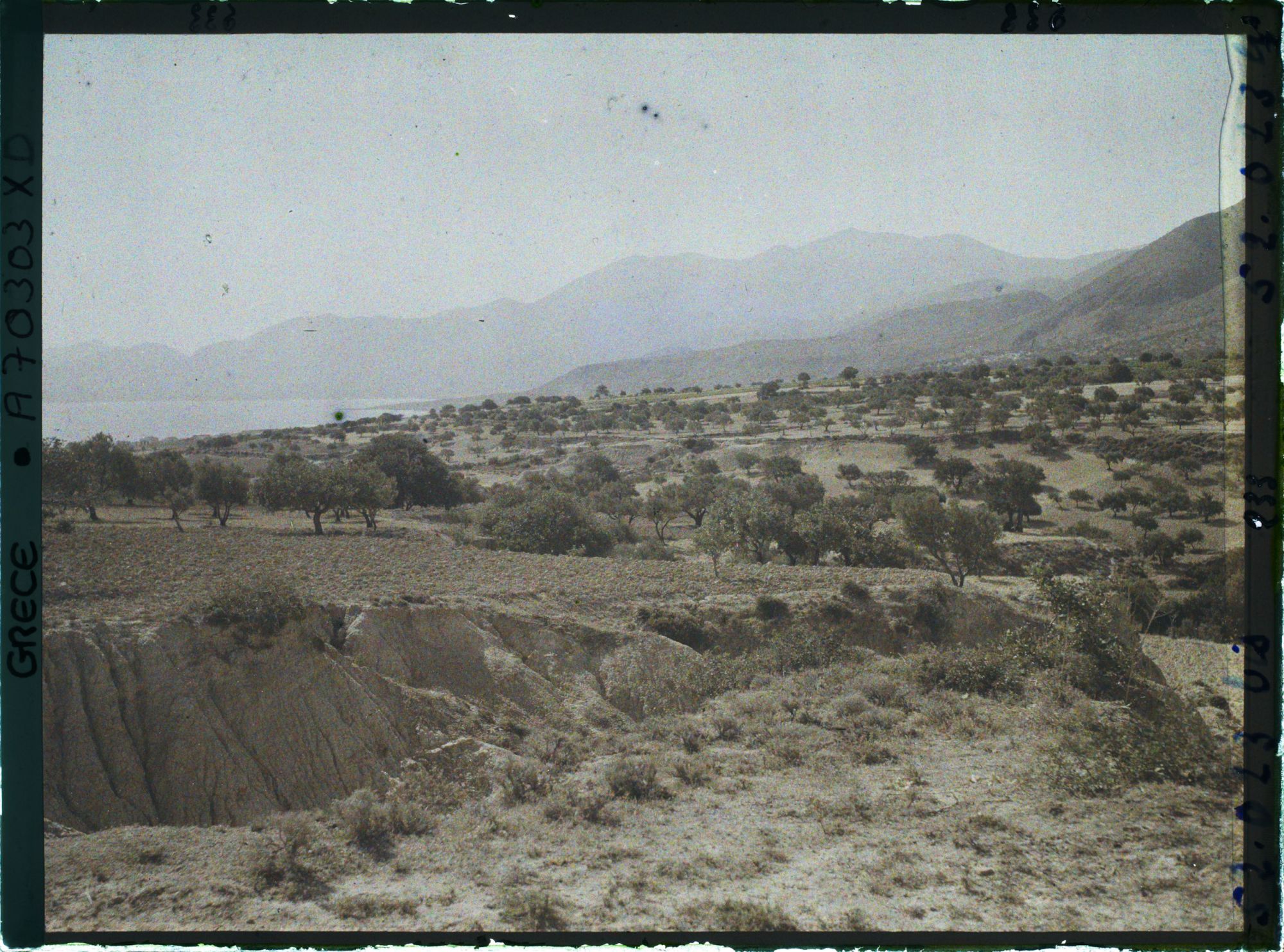 Image représentant Paysage d'oliviers